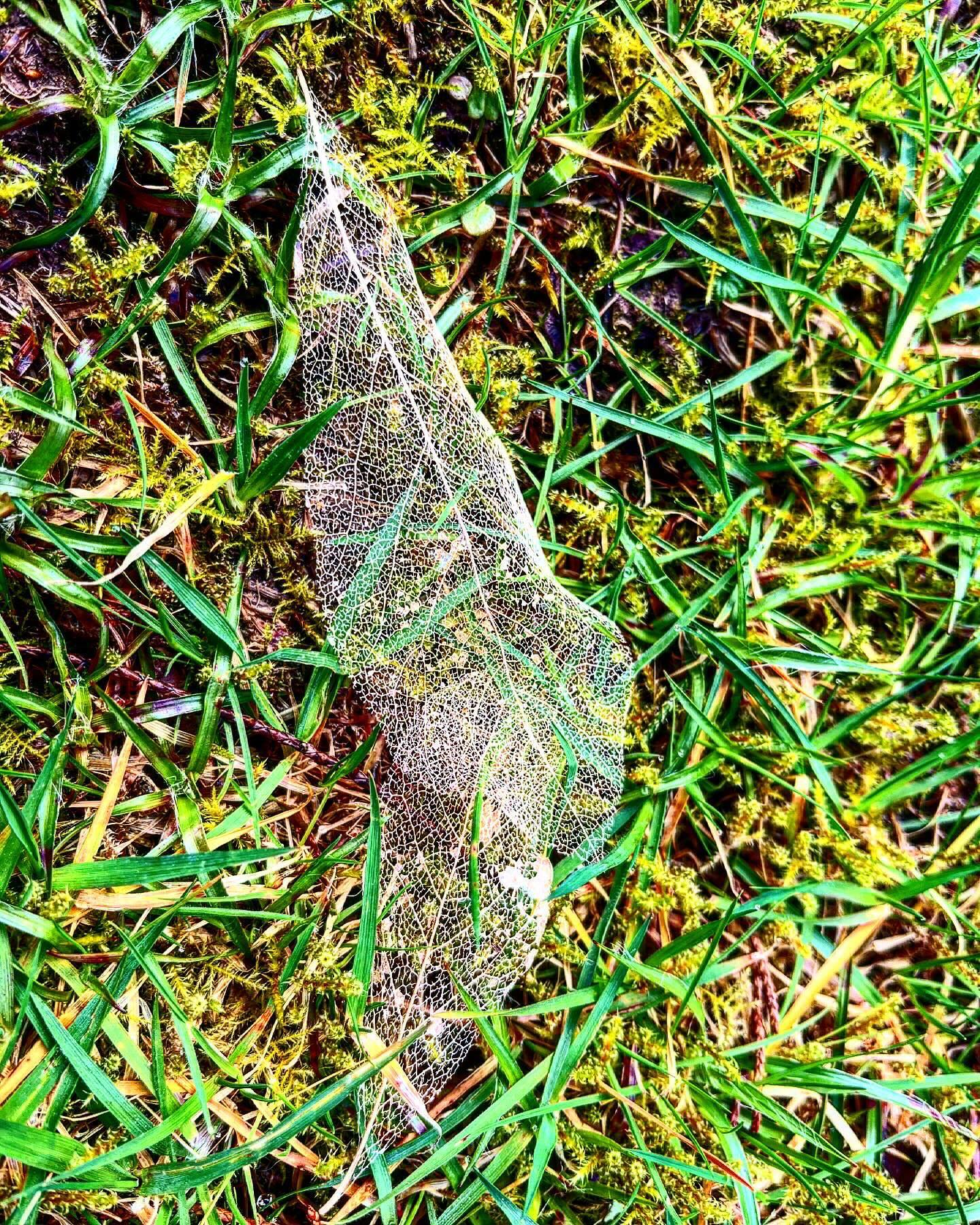 The beauty of “skeleton” leaves! Nature can be so delicate 🙏