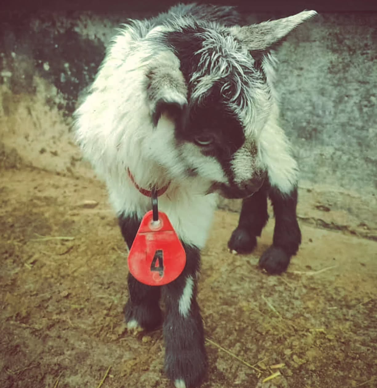 Der letzte Gitz von diesem Jahr ist nun auch geboren. Für die Tochter von Laura suchen wir noch einen Namen mit L... Wer hat einen Vorschlag?
#brandeija #pfauenziege #gitz #babygoats