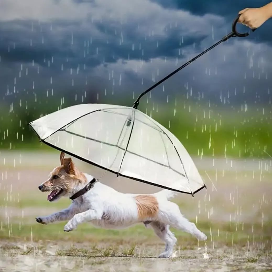 @ Doggy Steps we cater for all types of clients even those that don't like the rain
Contact us to arrange your dog walk
#guernsey #dogwalker