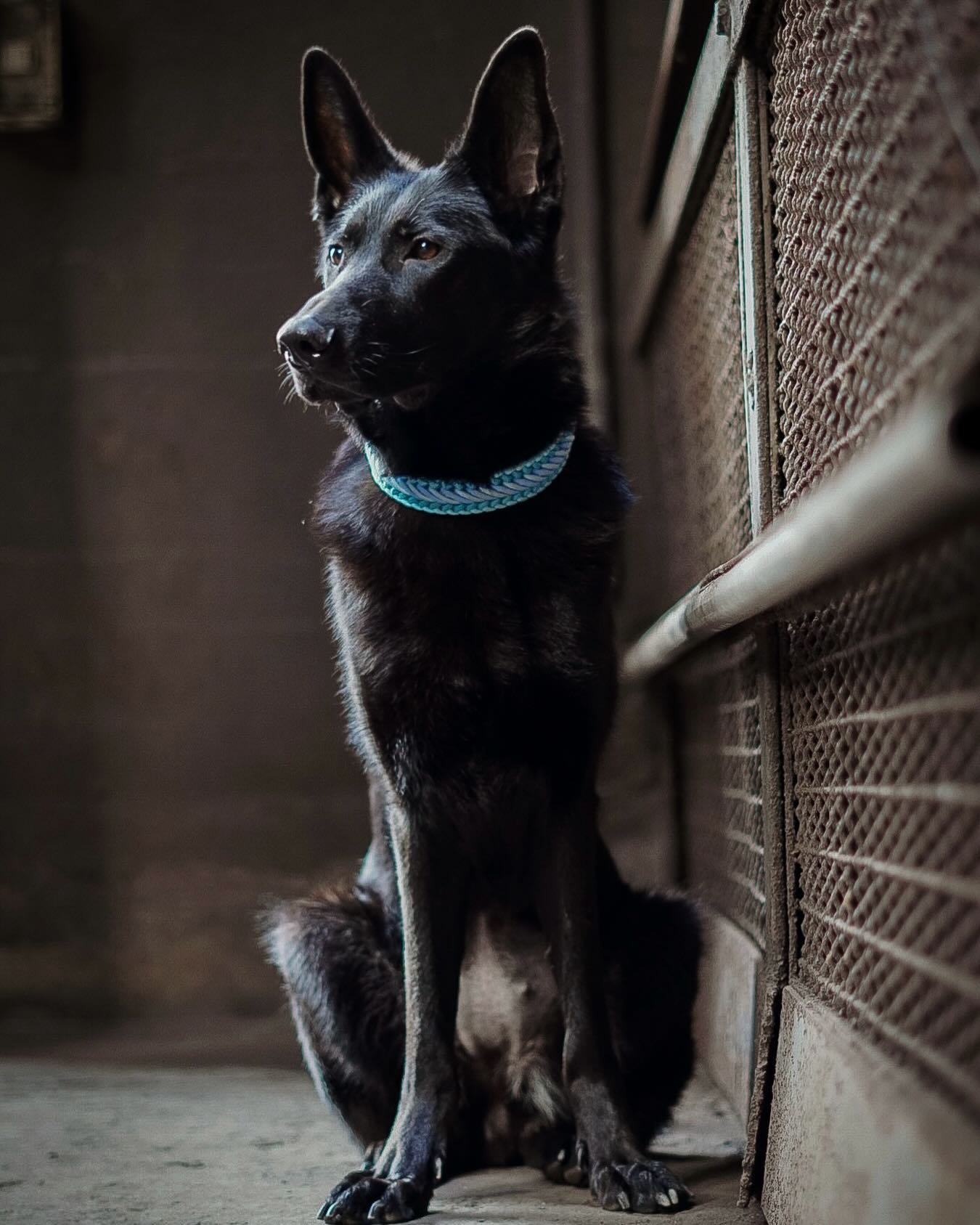 -Alea-
•
Ganz viele von euch erkundigen sich immer wieder nach ihr und ihrem aktuellen Gesundheitszustand, das berührt wirklich sehr!
•
Eine Diagnose steht und wird bereits behandelt, es stehen allerdings noch weitere Vermutungen und damit weitere Untersuchungen an.
•
Morgen geht es wieder für einen Eingriff, leider mittlerweile zum zweiten Mal, in Narkose.
Ein mulmiges Bauchgefühl und- ich sag einfach wie es ist- Angst um das wirklich einzigartige und mit allem und jedem unfassbar freundliche Mäuschen schwingt da natürlich jedes Mal mit.
•
Das nackte Bäuchlein auf dem Foto stammt sogar aus Narkose und Eingriff Nummer 1.
•
Ich werde euch, wenn wir alles überstanden haben vielleicht mal genauer erklären was passiert ist, aktuell konzentrieren wir und mehrere Spezialisten in der Klinik uns aber erst mal darauf sie wieder fit zu bekommen.
Ich hoffe das versteht ihr.
•
Ich weiß, dass super viele von euch mitfiebern und Daumen drücken, wenn ihr das noch genau so ein bisschen weiter macht, haben wir ganz bestimmt bald alles überstanden 🥹
Denn, wir haben es bis hierher geschafft, den Rest schaffen wir auch noch!
Und, dann kommt sie nicht mehr nur mit auf den Hundeplatz und guckt zu, sondern wird wieder so richtig Teil von allem!
Von unserem Alltag, unserer Arbeit und unseren gemeinsamen Hobbys.
Daran glauben wir ganz ganz fest, denn Alea hat den Willen eines Wolfes! 🐺🫶🏼