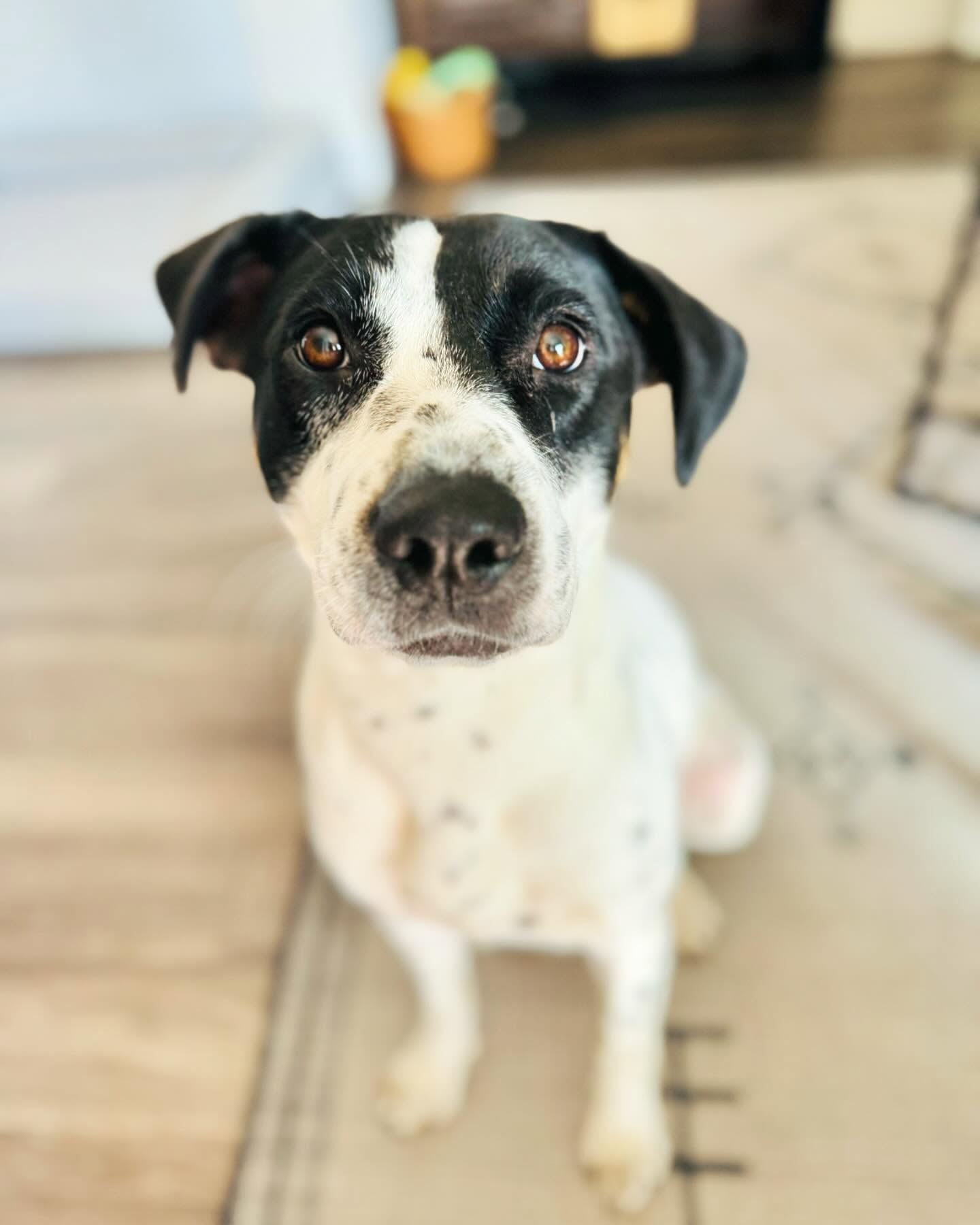 If you have ever wondered who is sometimes loudly chewing on a bone right in the middle of session…
Meet my Pepper girl!
Pepper is my 2 year old rescue (got her in Sept 2022). She was in the shelter for 3 months before I snatched her for good. Not much is known about her life before that, but we are working through some fears and trauma (so she gets it).
She is all about the drama… everything she does and feels is BIG— plays hard, loves harder, snuggles with her entire body (nothing is ever close enough), and is the QUEEN of melodramatic facial expressions and body language. Just look at that side eye 👀
When she isn’t sitting in the weirdest possible positions, stealing my shoes if I am gone (last slide is a video, not a pic), or crashing into everyone and everything, she is right under — or literally on top of—my feet while I work.
Don’t be afraid to ask to say hi to her! I can guarantee she is right near by.
#mentalhealth #therapy #therapistsofinstagram #therapydogsofinstagram #therapydogs #therapistsofig #remotework #caninecompanions #caninecoworker