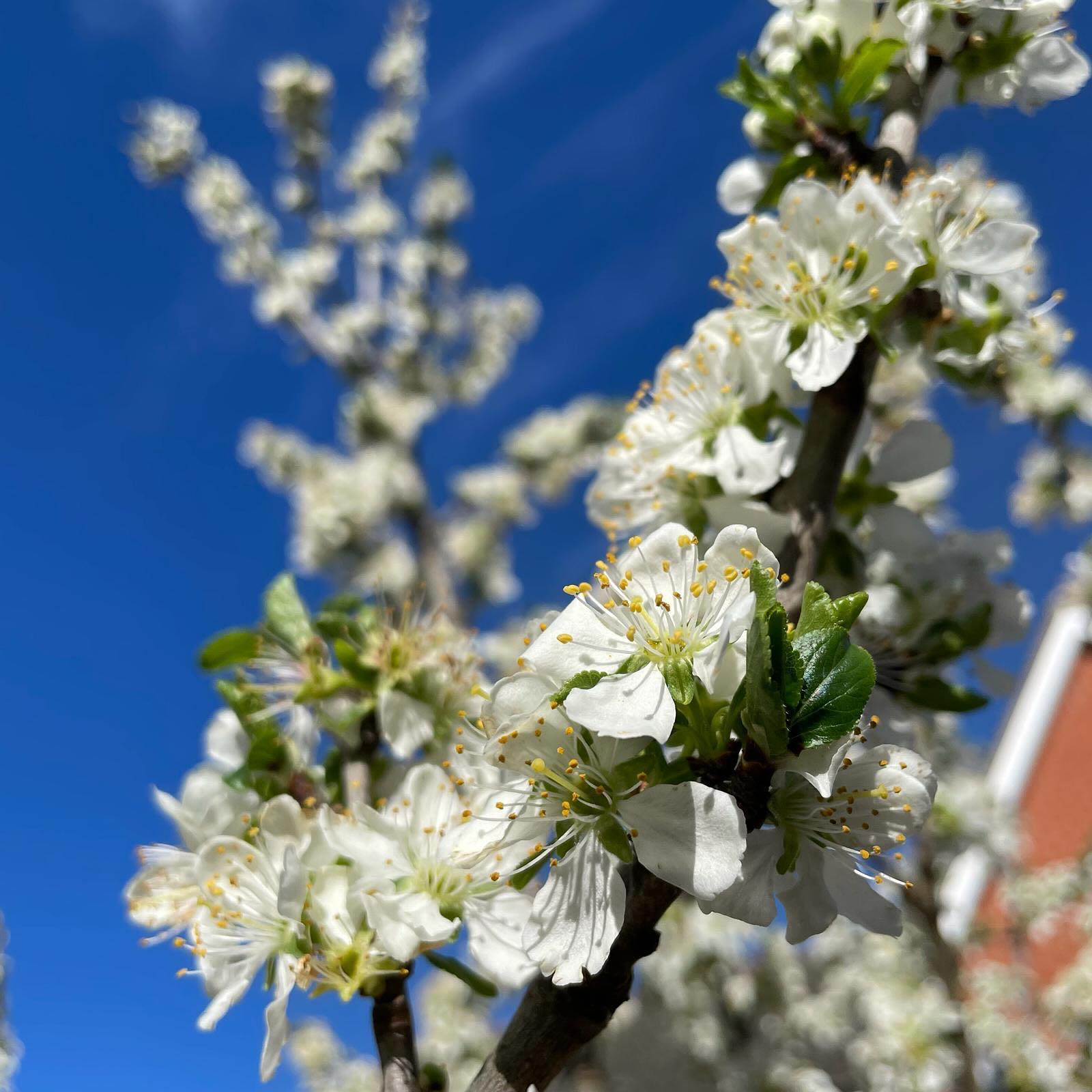 The plum tree in the garden has been a hive of activity, with blue tits hopping between the branches and bees diligently visiting every open flower.
.
We are currently beginning to think about moving house, so this might be the last time we see this plum in blossom - though to be fair, it has never given us much in the way of fruit, despite its stunning spring display!
.
.
.
.
.
.
#signsofspring #springblossom #blossoming #plumtree #whiteblossoms #whiteblossom #nature #inmygarden #trees #treesmakemehappy #springiscoming #aseasonalshift #slowandsimpledays #spring #bluesky #blueskies #suffolk #embracingtheseasons #springisintheair #whimsicalwonderfulwild #moodforfloral