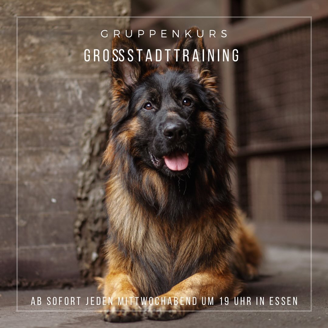 Neu bei uns: Großstadttraining!
•
Das Leben in der (Groß-)Stadt verlangt unseren Hunden eine ganze Menge ab.
•
Tausende Gerüche, tausende visuelle Reize, viele Fremdhunde, rennende Kinder, Busse & Straßenbahnen.
Ich könnte unendlich weiter aufzählen.
•
Und all das, kann als nicht menschliches Lebewesen ganz schön überwältigend sein.
Das sollten wir uns immer und immer wieder vor Auge führen, wenn wir unsere Hunde in aufregende und Unbekannte Situationen bringen.
•
Kennt der Hund eine solche oder ähnliche/vergleichbare Situation?
Wie ist überhaupt der allgemeine Trainingsstand in weniger aufregenden Umgebungen?
Wie ist die Beziehung zwischen Hund und Mensch?
Wie ist der Hund aufgewachsen?
Ein paar Faktoren von vielen, die das ganze maßgeblich beeinflussen.
•
Wir als erfahrene Trainerinnen, die seit Jahren selber mit unseren Hunden in der Großstadt leben und arbeiten, zeigen euch in unserem Gruppenkurs „Großstadttraining“ gerne ganz individuell auf euren Trainingsstand angepasst, wie ihr euren Hunden in solch spannenden Situationen unterstützen und langfristig zu mehr Gelassenheit und Ruhe im Alltag und während belebten Spaziergängen verhelfen könnt!
•
->Ab sofort jeden Mittwoch um 19 Uhr in Essen
•
Bei Interesse oder Fragen dürft ihr uns gerne ansprechen.
Ihr habt auch die Möglichkeit zunächst ganz unverbindlich vorbeizuschauen und zu gucken, ob es euch bei uns gefällt!
•
Euer Stadtnasen- Team ☺️
•
•
•
#hundetrainer #hundetraining #dogtraining #dogtrainer #hund #hundeliebe #hundeleben #hundefotografie #hundefoto #dogphoto #dogphotography #doglover #hundesport #dogsport #dogsports #deutscherschäferhund
#dsh #schäferhund #gsd #germanshepherd #shepherd #gsdlover #workingdog #workingdogofinstagram