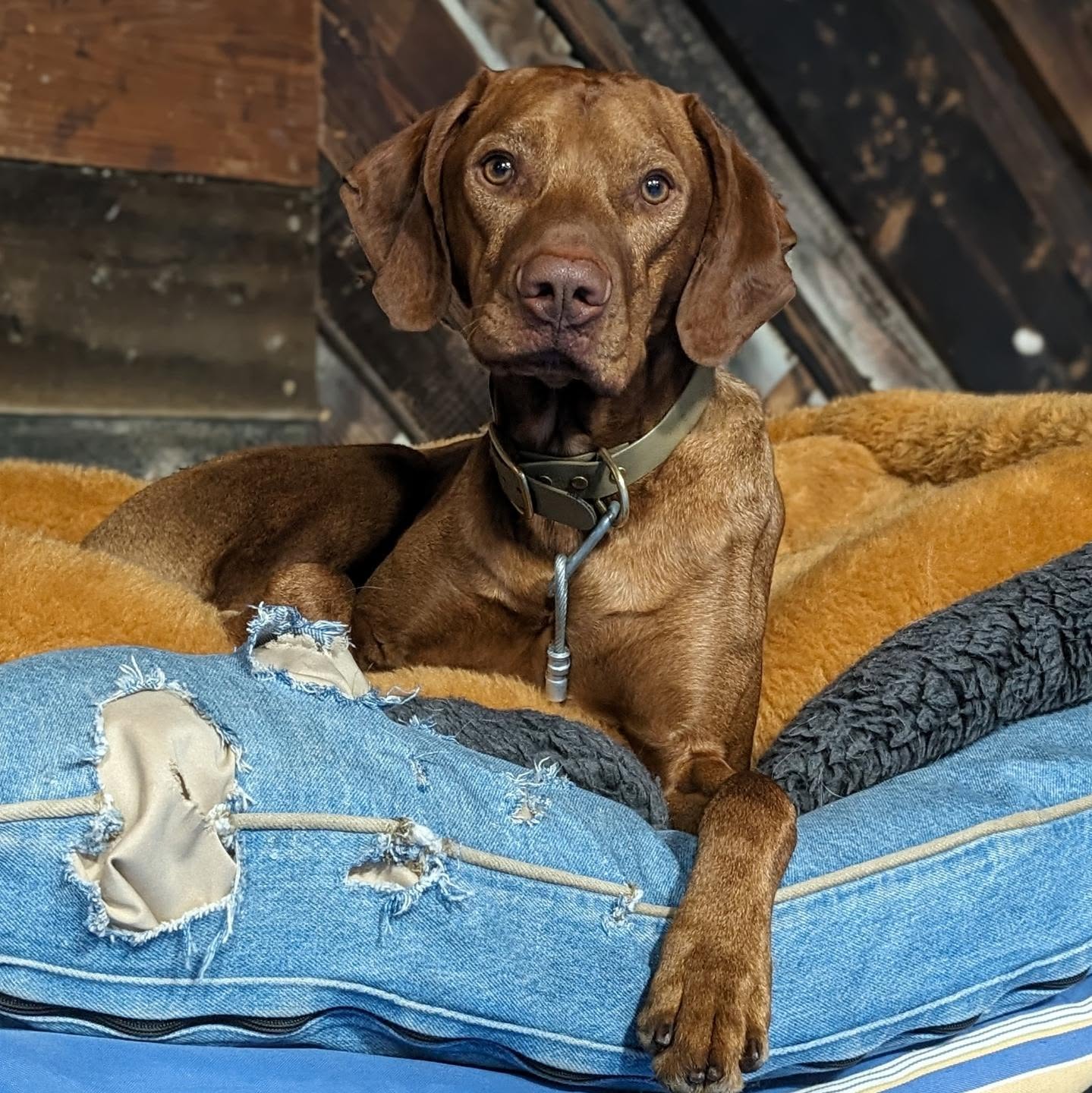 CGC class supervisor Ezra at your service!
#teacherspet #caninegoodcitizen #vizslalife #demodog #vizslasofinstagram #vizslagram #vizslasofchicago #ilovemyvizsla