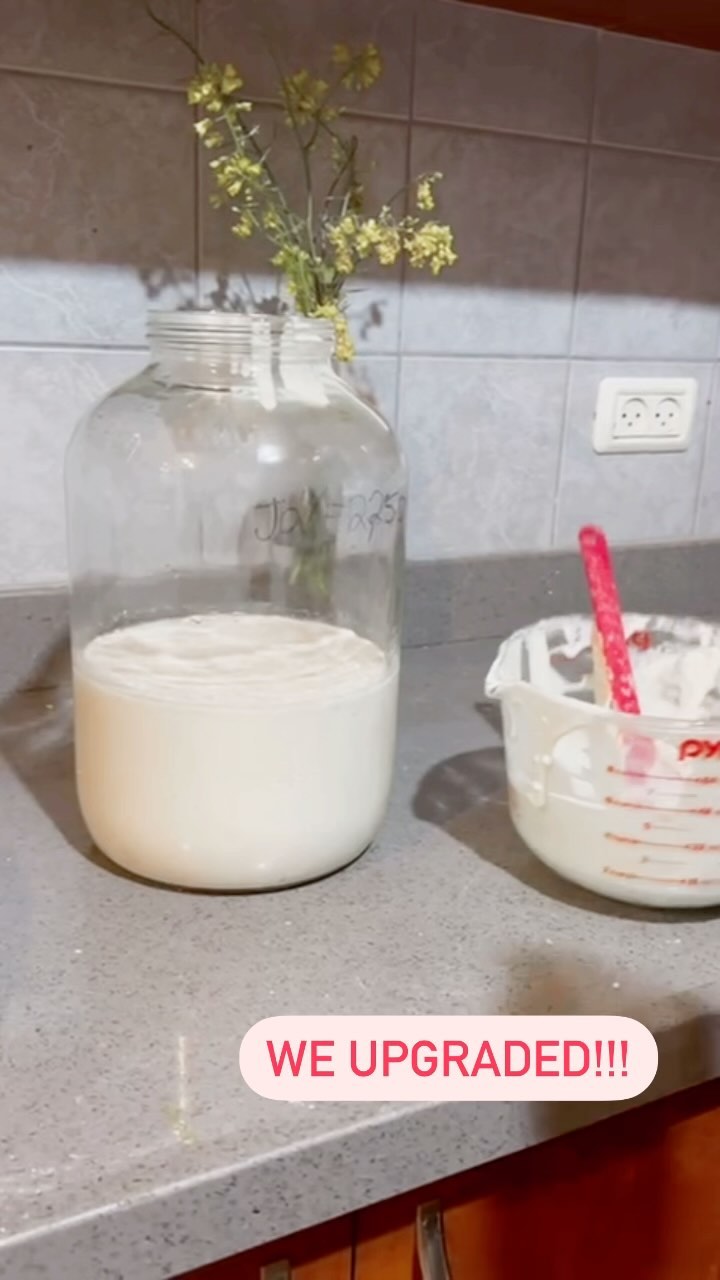 That’s right, we upgraded!!
If you would have told me a few weeks ago that I could use all of that starter I would have never believed it! These Purim orders are 🔥
Like and follow for the follow up video where it exploded everywhere 🤣 oops
#sourdough #sourdoughstarter #upgrade #newjarwhodis