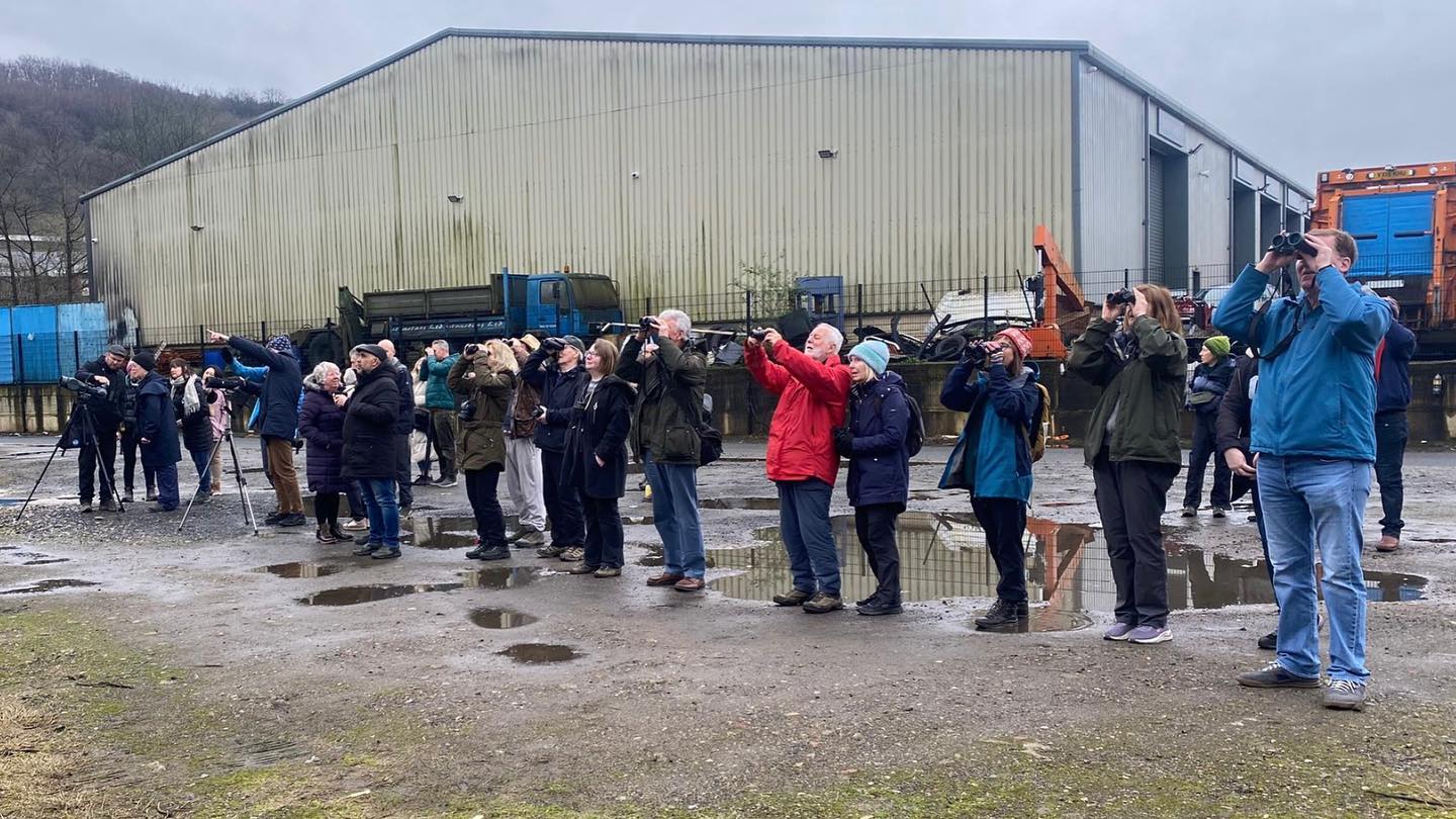 Great turn out for our first Peregrine watch at Dalton Mill at the weekend. The weather was a bit damp but we had good views of both Peregrines. The lucky few who stayed to the end also saw Kingfisher, Dipper and Grey Wagtail from the bridge