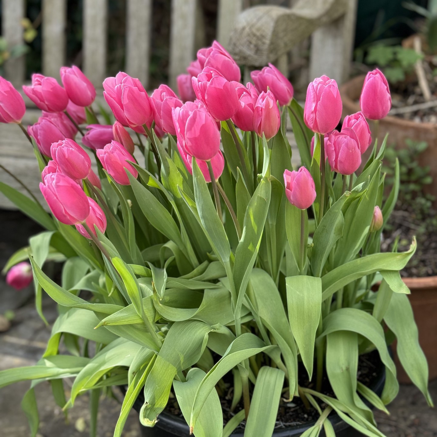 The next tulip arrivals, 1. Happy Family, 2. & 3. a combination of Exotic Emperor with Apricot Beauty and Muscari. #tulips🌷 #tuliplandscapes #spring #homesandgardens #londongardendesigner #gardeninspiration #englishgarden #londongardens