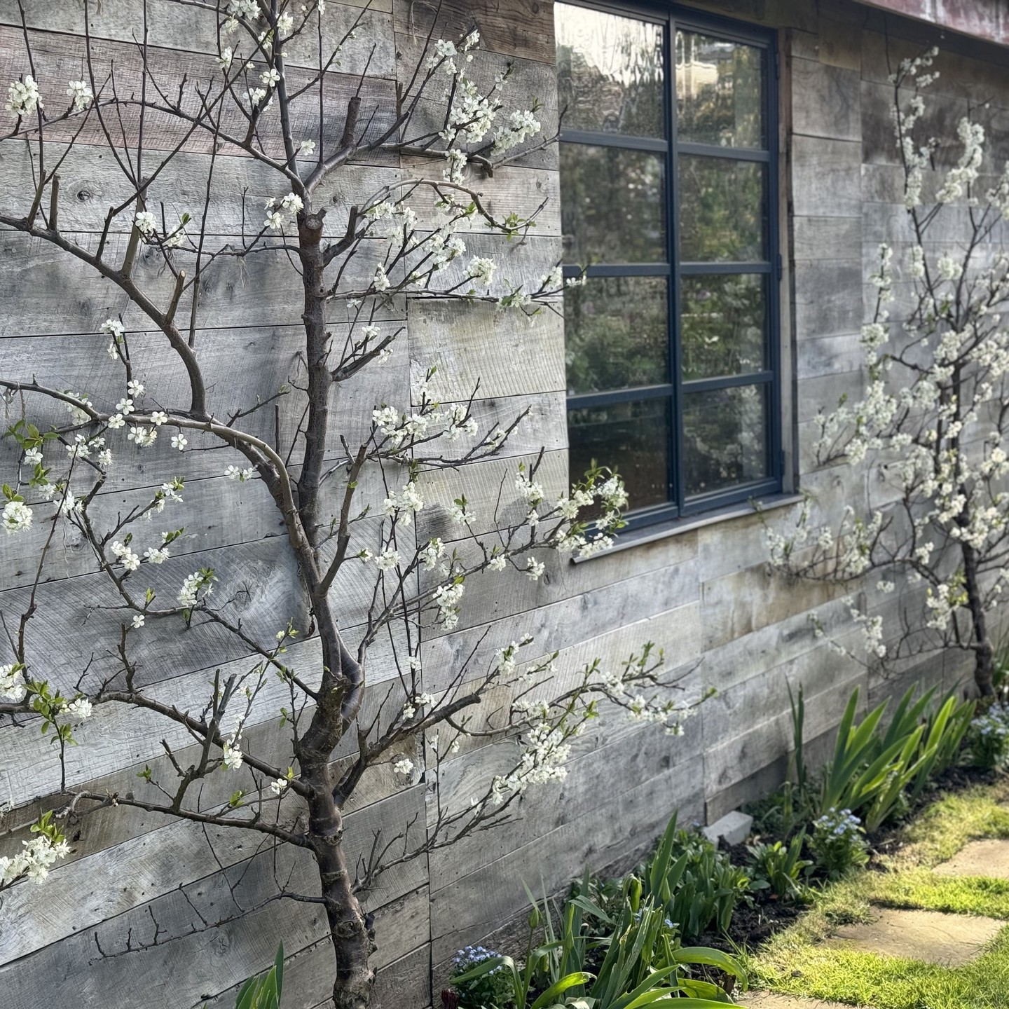 Cambridge greengages coming into blossom on our office #citygardens #biodiversity #spring #tuliplandscapes #gardendesigner #garden #gardensofinsta