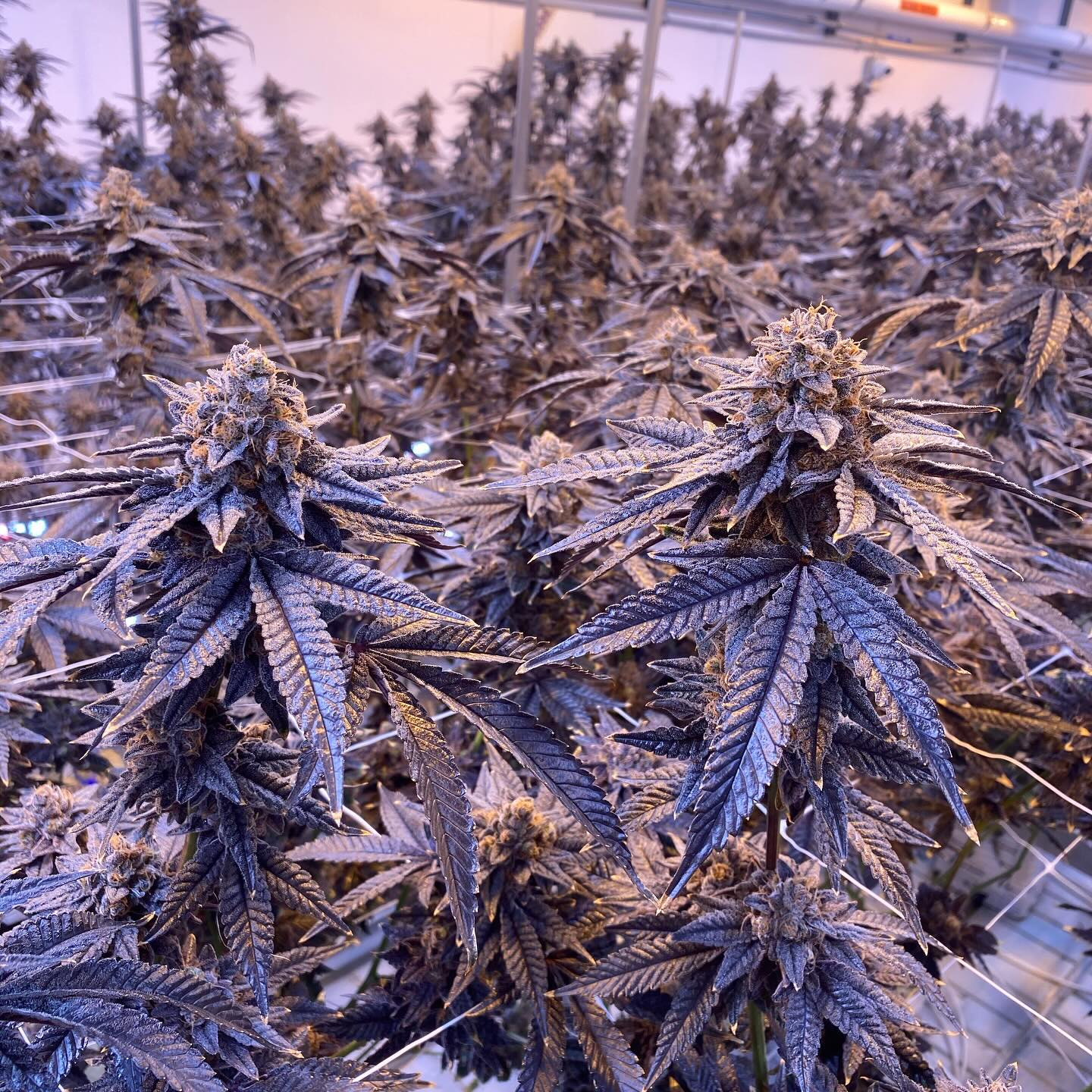 Some of our favorite buds around the grow 🤩 shot by our VP Cultivation @crfgrower32 💚