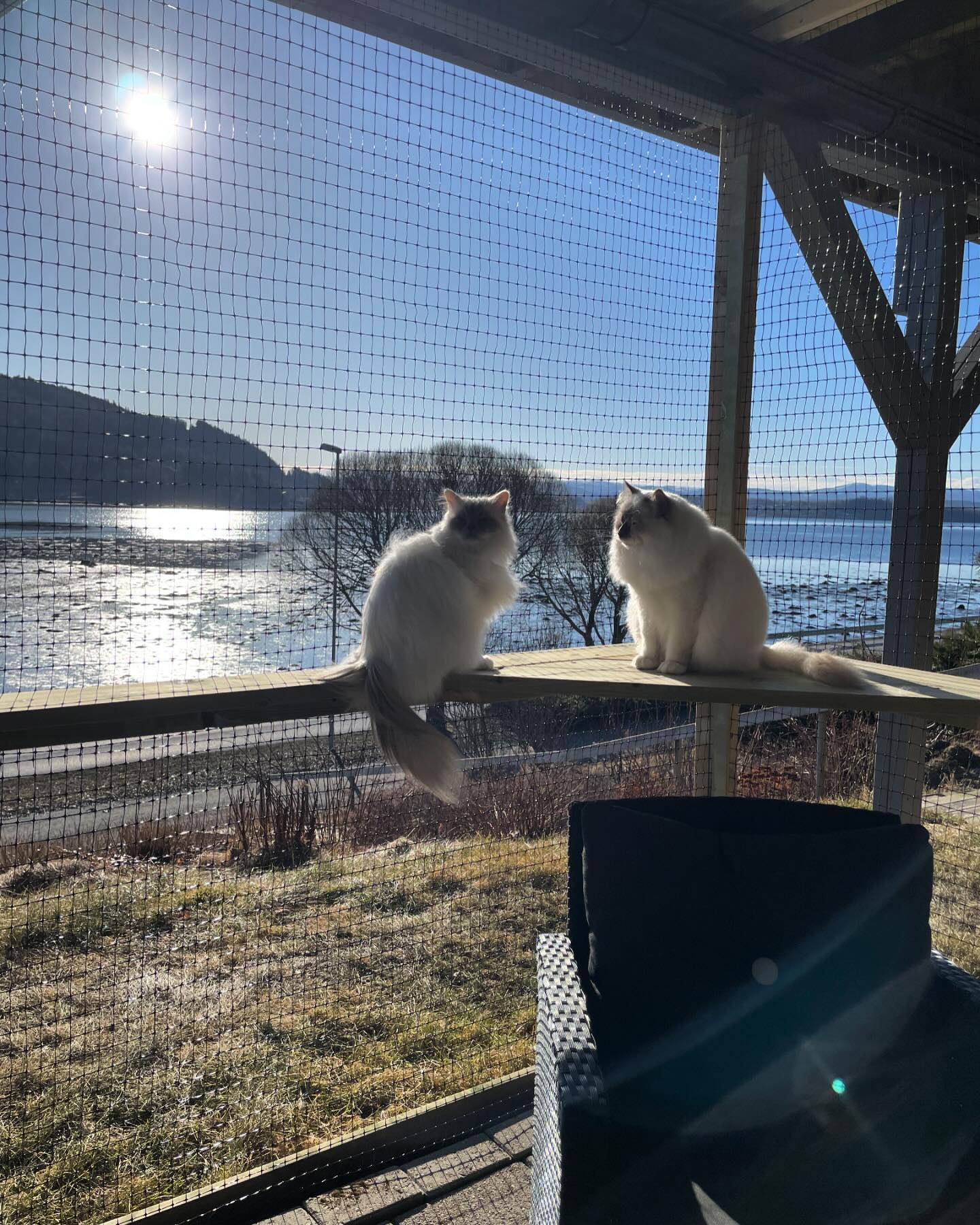 Enjoying the sun in our catio 😻☀️ #sacredbirman #birman #birmancat #fluffy #longhair #helligbirma #lilacpoint #sealpoint #colourpoint #colorpoint #whitecoat #blueeyes #blueeyedcat #birma #catsoninstagram #catsofinstagram #cats #cat #catsoftheworld #catsagram #catoftheday #kattensrollsroys