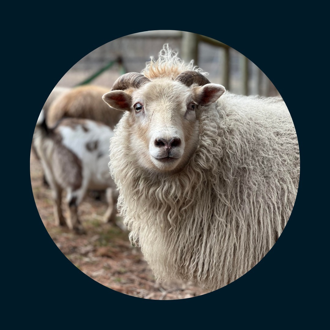 NEW MOON ECLIPSE IN ARIES
April 8 2024 @2:20PM EST
This Eclipse takes place in the sign of Aries conjunct Chiron (the wounded healer) alongside a retrograde Mercury.
We see the effects of eclipses on the earth externally (through earthquakes, civil unrest, military movements, etc.), but the real job here is an internal one.
There is an energetic portal created today- a liminal space of pure potentiality. We are dealing with cycles of birth and death, creation and destruction, and letting go of the old to create room for the new.
With the ruler, Mars being in Pisces, we can use the energies of this eclipse to reflect on where our Mars has been co-opted. Where we lean towards escapism, suppress our wounds, or avoid what we need to be facing head on like the Ram.
Good Luck out there. Upward and Onward. 🌙
Photo of Dahlia on @welcome_house_farm courtesy of @iamlostandfound_
#astrology #eclipse #evolutionaryastrology #ariesram #aries #solareclipse2024 #chiron #ritual #ritualmagic #eclipseseason