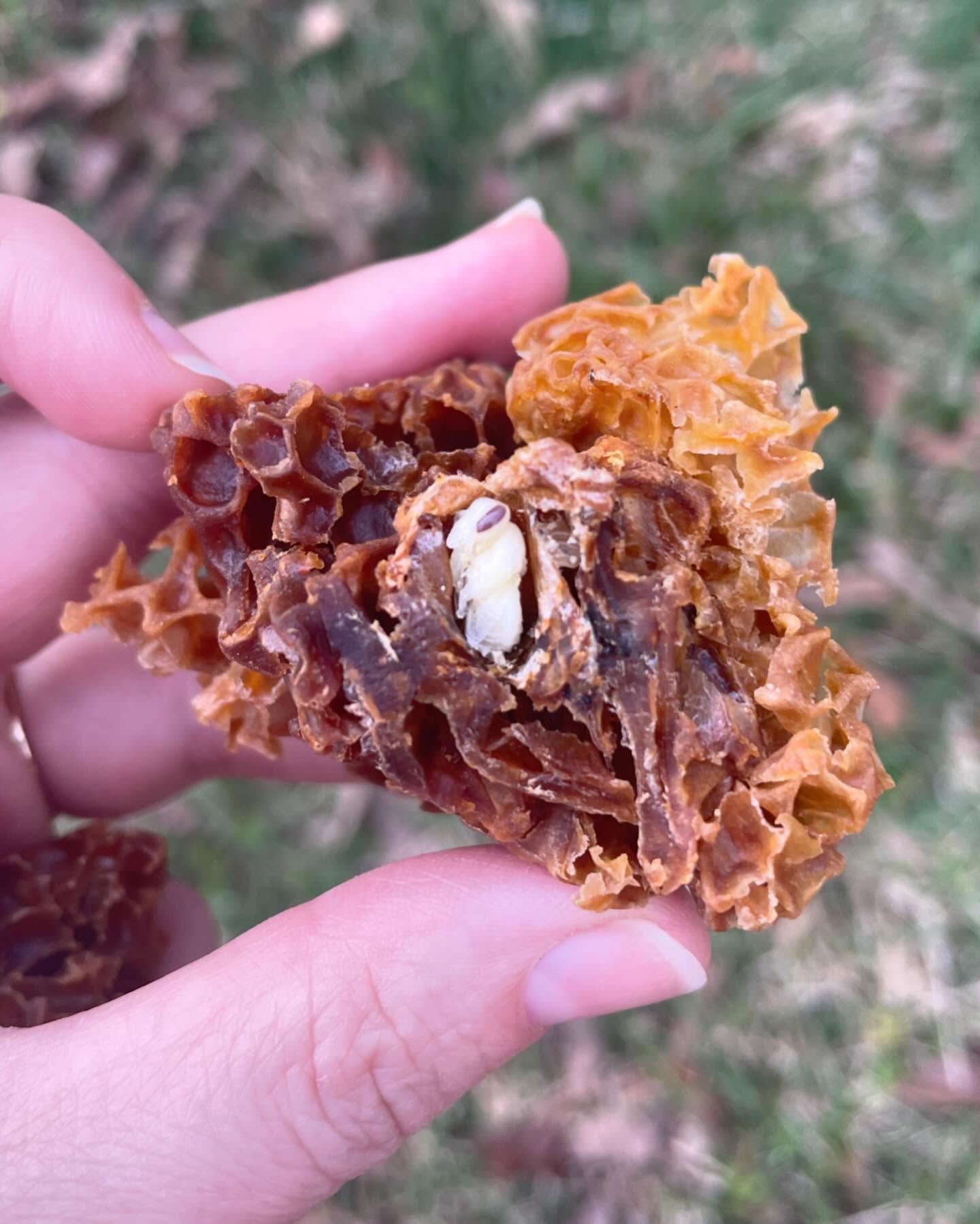 I did a my first hive inspection of the year this weekend and this comb was in the wrong place. I scraped it off and these two bee babies were in there. 😕 Anyway, it’s cool to see what’s going on in the bee development so I opened their cells up to check it out and thought I’d share! Pretty cool!