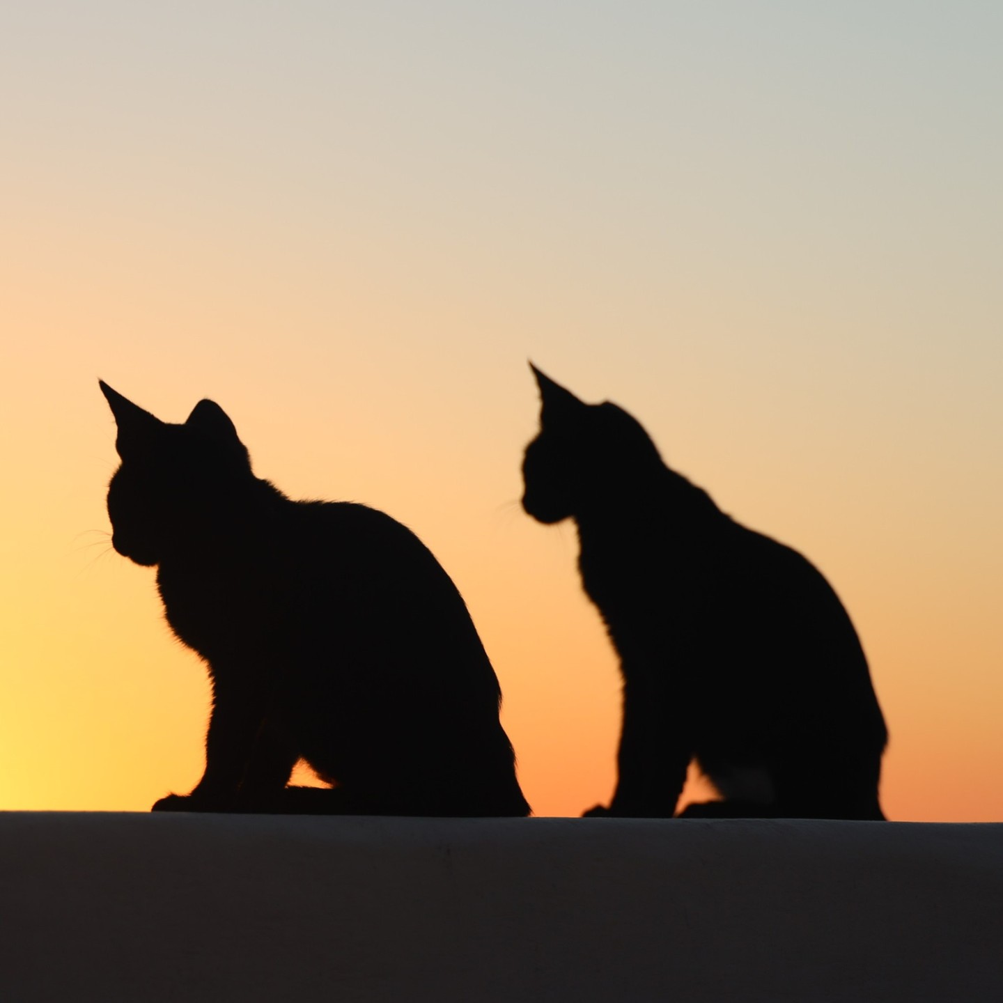 Kittens at sunset, Naxos island
#greece
#greece_whispers
#visitgreeceguide
#divineingreece
#travel_greece
#travel_greece-world
#perfect_greece
#cyclades
#cyclades_islands
#my_greece
#gresk