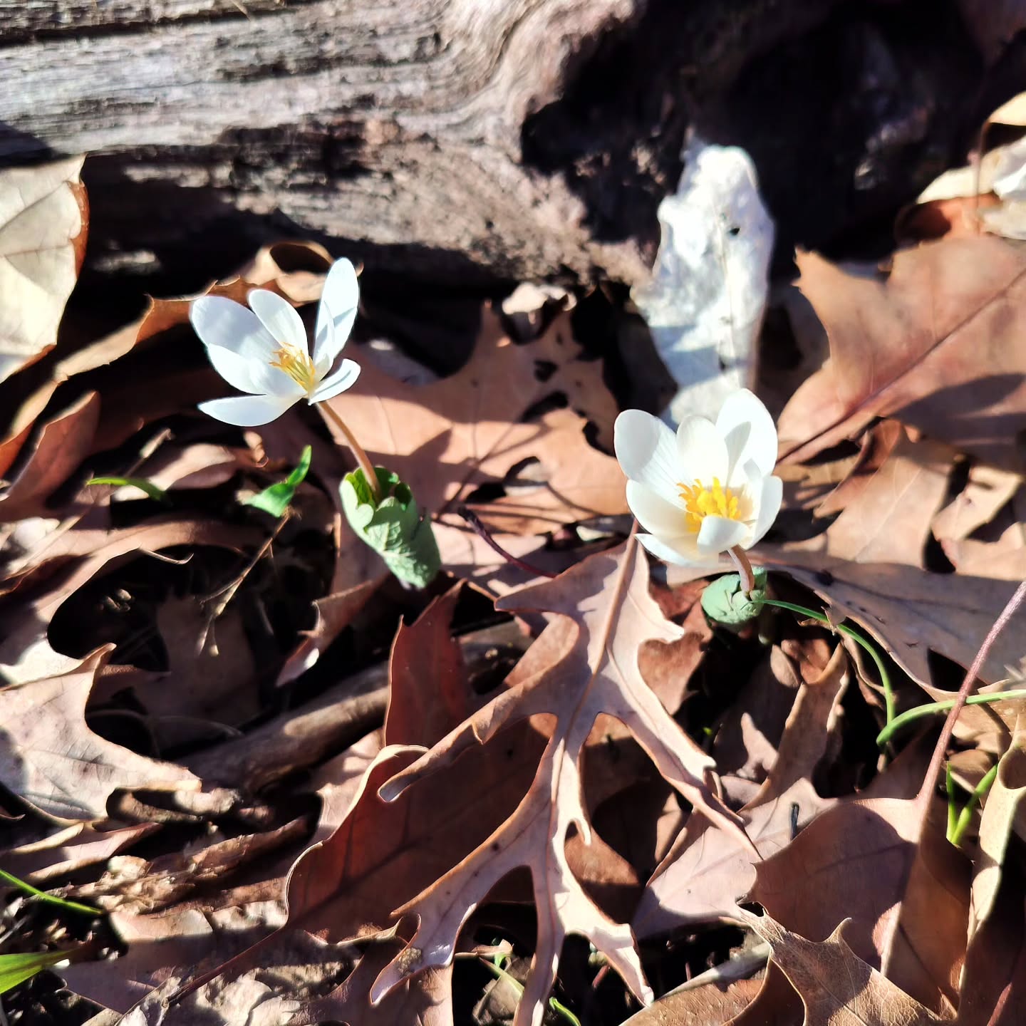 Spring ephemeral wildflowers are emerging and blooming in the leafless woods of our DP campus, catching the spring sunlight before the canopy closes above them. Bloodroot, purple cress, and wild leek showing out this afternoon.