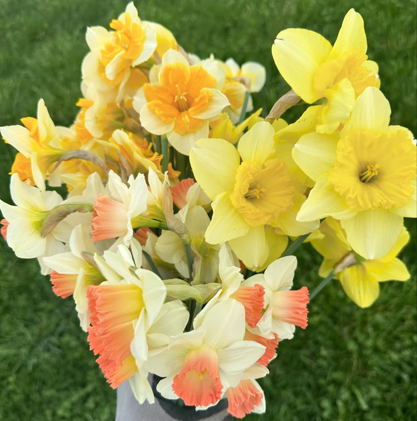 Ok, ok, I’ve been pretty quiet on here. I’ve also been pretty negligent about taking photos. BUT! That’s because it’s go time around here and we’ve been busy bees! Summer seeds are being started, cooler-weather flowers are being planted (and fingers crossed that the hail predicted misses us), and daffodils being harvested. All this is to say, big things are happening! If you want an armful of your own daffodils, let me know - nothing better to brighten a springtime kitchen table than some of these fluffy sweethearts. Tulips won’t be far behind! #wellgrownfarm #wellgrownflowers #localflowers #daffodils