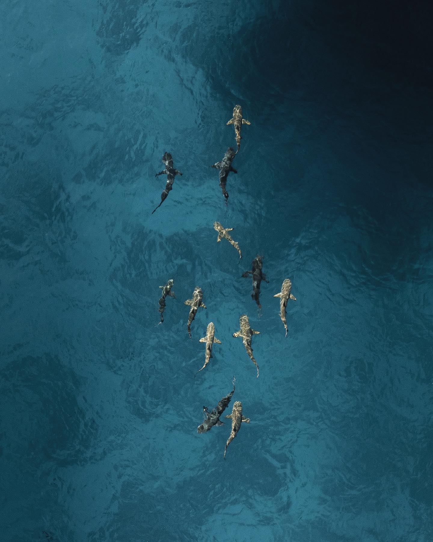 Meeting with the sharkies 
#fakarava