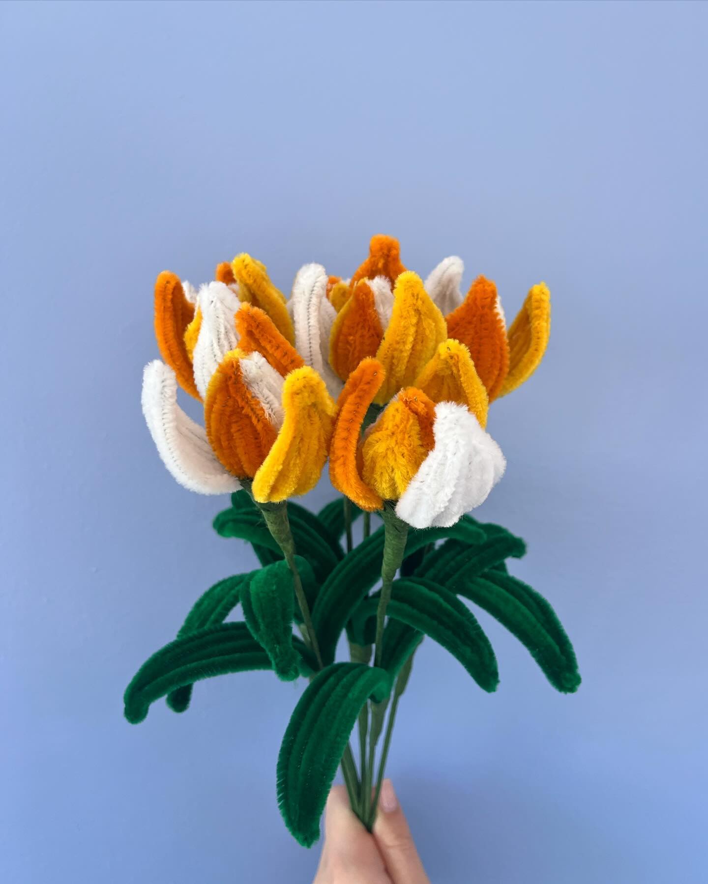 tri-colored sunset tulips coming soon to our website 💛🤍🧡 #foreverflowers #flowers
