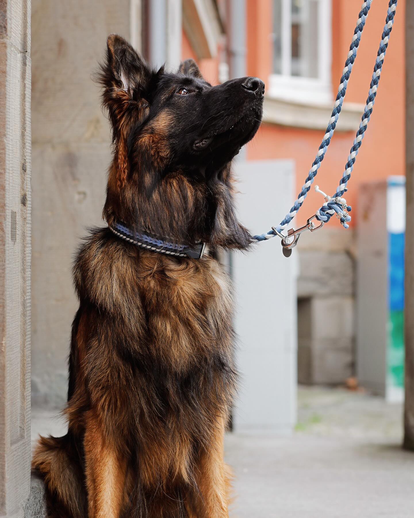 -Thema: Leinenführigkeit-
•
Spaziergänge mit dem Hund gehören fest zum Alltag eines jeden Hundebesitzers.
Für manch einen wird der tägliche Spaziergang mit dem eigenen Hund allerdings zum regelrechten Horrortrip.
•
Der Hund zieht an der Leine wenn er andere Hunde sieht oder einfach aus Lebensfreude oder aus Neugierde.
Auch Stress, Angst, Unsicherheiten oder Krankheiten können mögliche Gründe dafür sein, dass ein Hund an der Leine zieht.
•
Wenn das Spazierengehen keinen Spaß mehr macht, sondern zu einem Kraftakt wird, ist es an der Zeit, etwas zu unternehmen, um künftige Gassirunden für euch als Besitzer aber auch für euren Hund zu erleichtern.
•
Das Ziehen an der Leine ist nicht nur für uns Menschen nervig, auch für unsere Hunde ist es alles andere als schön.
Es ist ein Kraftakt, es spielt Aufregung mit, die Gedanken sind überall aber selten beim Menschen, vieles wirkt schnell überfordernd.
All das ist unangenehm für unsere Hunde.
•
Wenn auch ihr mit eurer aktuellen Situation draußen unzufrieden seid und ihr euch Hilfe im Bereich Orientierung, Ansprechbarkeit und Leinenführigkeit wünscht, sprecht uns gerne an.
•
Meist ist es nämlich nicht nur die Leinenführigkeit an der gearbeitet werden muss, da dabei noch eine ganze Menge Faktoren eine Rolle spielen, die vielleicht im ersten Moment gar nicht so ersichtlich sind.🤫
•
Was würdet ihr sagen: wie läuft das Thema aktuell bei euch?
Berichtet gerne in den Kommentaren, wir sind sehr neugierig ☺️
•
•
#dogtraining #dogtrainer #dogtrainingtips #hundetraining #hundetrainer #hund #hundeliebe #hundeaufinstagram #hundefotografie #fotografie #dogphotography #dogphoto #hundefoto #hundefreunde #dogoftheday #gsd #dsh #germanshepherd #schäferhund