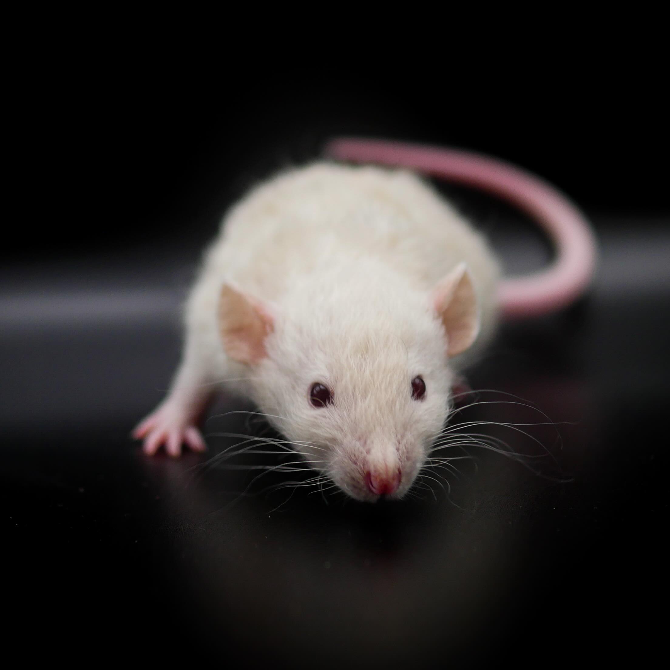 ☁️☁️☁️
Russian Buff Velveteen dumbo.
.
.
.
#rat #rats #ratsofinstagram #ratsofinsta #petrats #petsofinstagram #dumborat #rodent #ratcommunity #breeder #ratbreeder #rodentsofinstagram #rodentsofig #rattiesofig #rattiesofinsta #ratsofinstagram #rodents #cute #pets #fancyrat #dwarf #dwarfrat