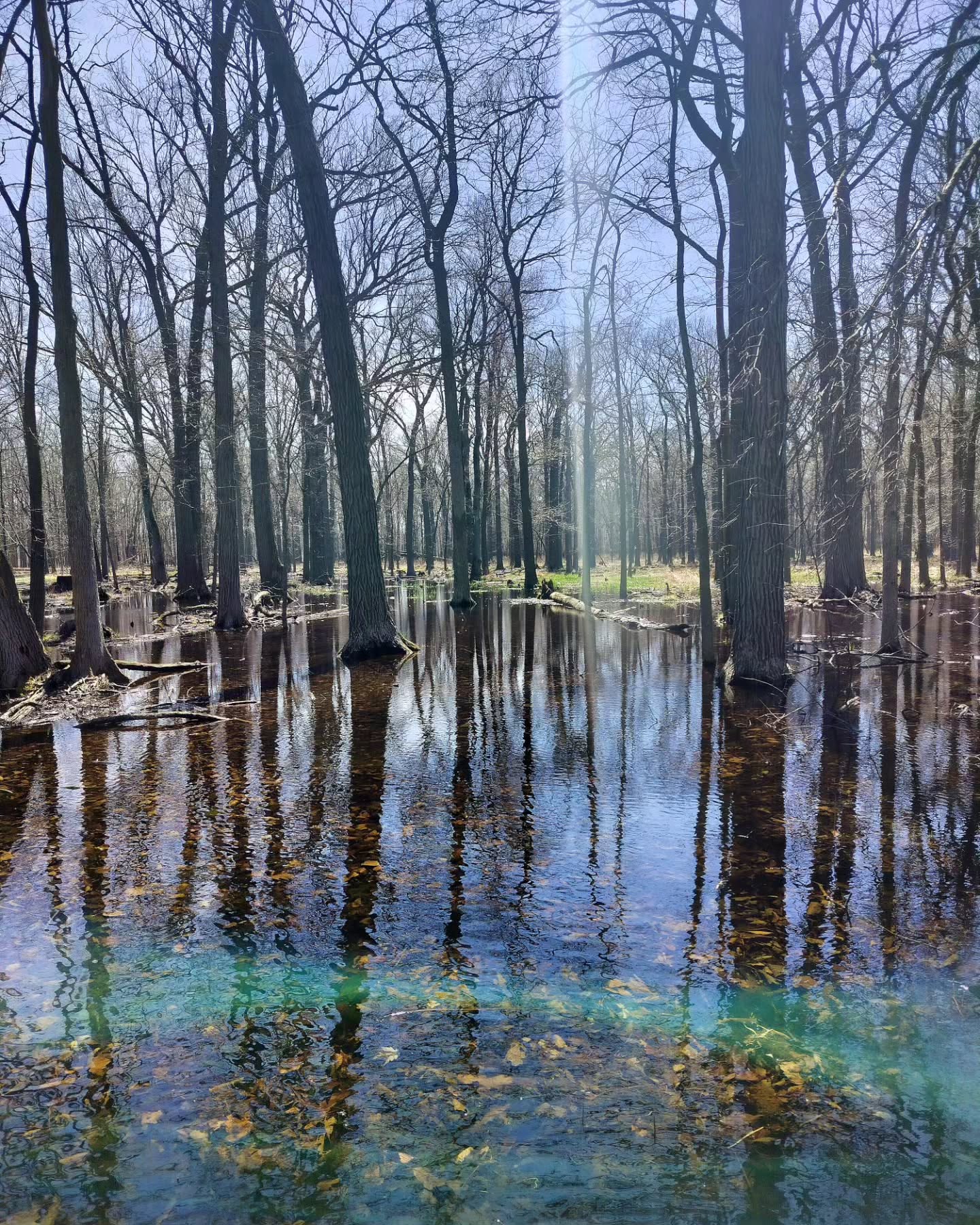 Tuesday Moment of Zen. Mental health walk with rubber boots through the vernal ponds in the woods. Beautiful sunlight playing with reflections of leaves under the waters. Mosses, snakes, buttercups, and spring cress part of the whole gestalt. Peace y'all.