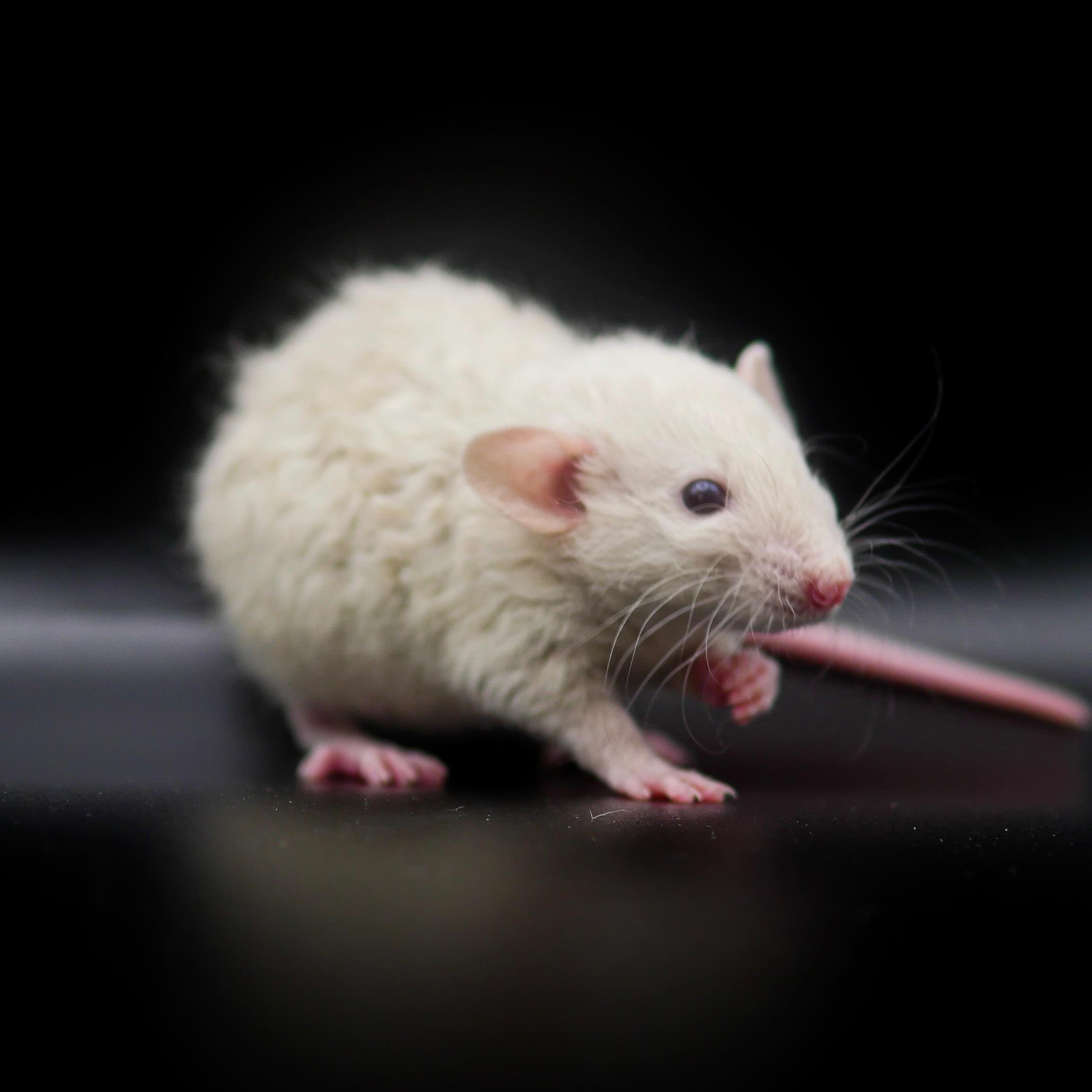 Sister to the doe in the previous post.
While nothing from this line can be shown, I’m still happy with how they’re turning out. Focusing on waves and coat length at the moment ☁️
.
.
.
#rat #rats #ratsofinstagram #ratsofinsta #petrats #petsofinstagram #dumborat #rodent #ratcommunity #breeder #ratbreeder #rodentsofinstagram #rodentsofig #rattiesofig #rattiesofinsta #ratsofinstagram #rodents #cute #pets #fancyrat