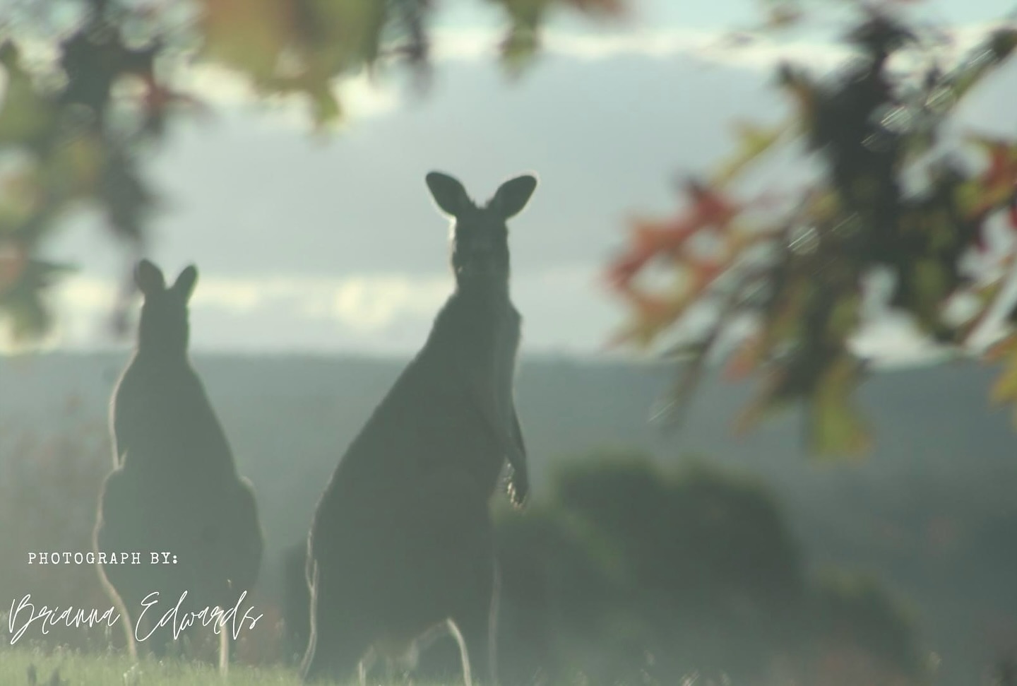 At Wooling Hill, Kangaroos are adored as they find their sanctuary here most days. Beautiful photo by Brianna Edwards @brianna.e.1 #cemetree #macedonranges #kangaroo