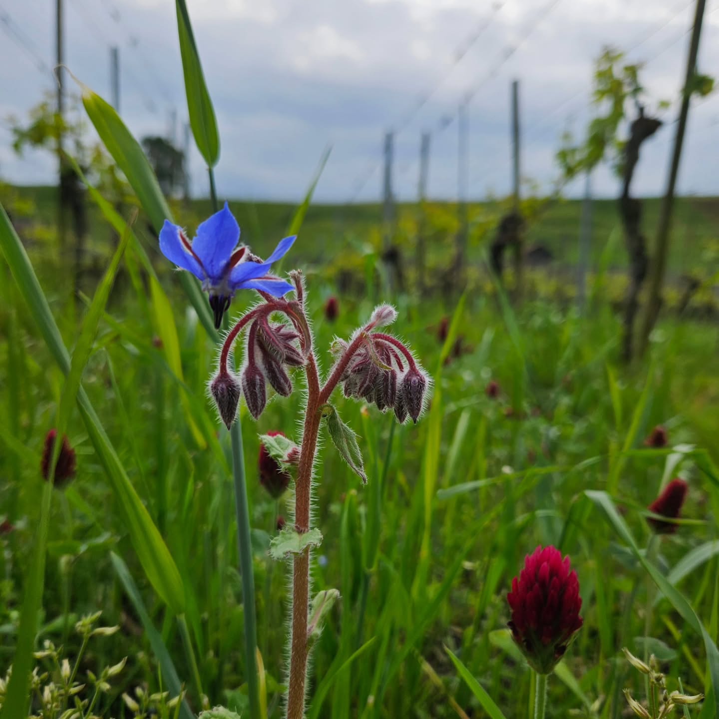 Der Frühling ist definitiv angekommen. Sowohl die Reben als auch die Einsaat wachsen fleissig und wir sind gut beschäftigt mit Handarbeit.
.
.
.
.
.
.
#weinbau #grüningersrebbau #rebbau #reben #frühling #blumen #frühlingszeit #müllerthurgau #ermatingen #triboltingen #bodensee #untersee #handwerk #familienbetrieb