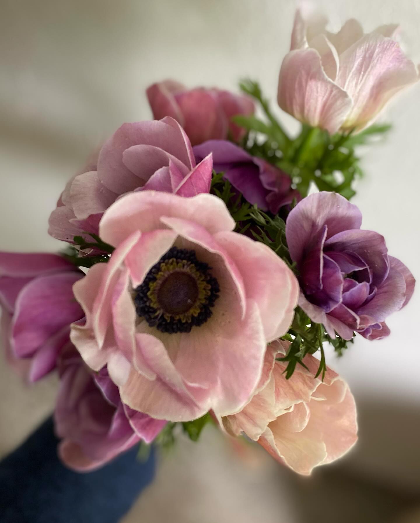 A little bit of anemone appreciation whilst they are still here 😀
‘Rarity’ in the first photo is my favourite 💚