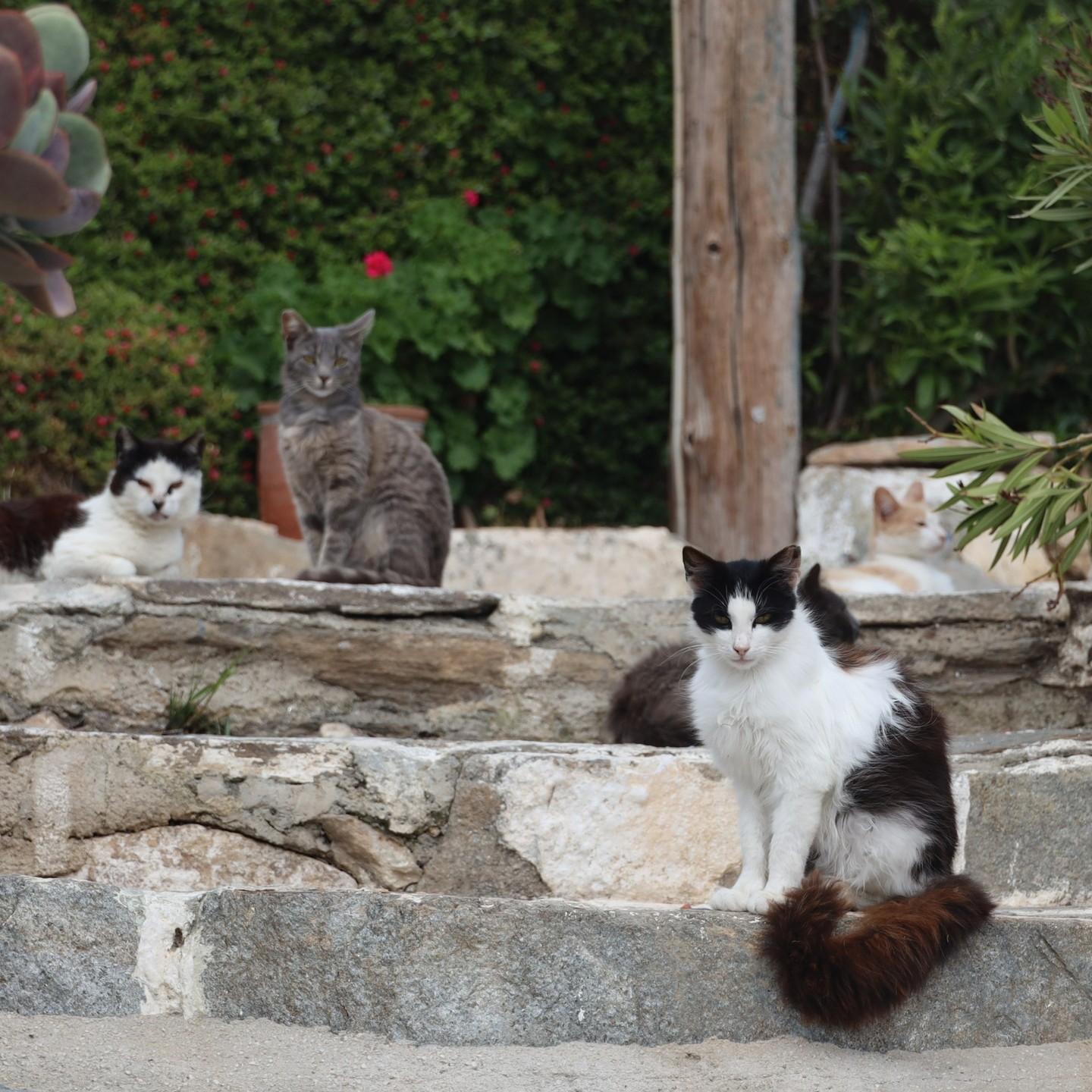 Meeting place for cats in Horio, Sikinos island
#my_greece
#visitgreeceguide
#visitmagicalgreece
#greekgetaway
#gresk
#greece
#cyclades
#cyclades_islands
#trevel_greece