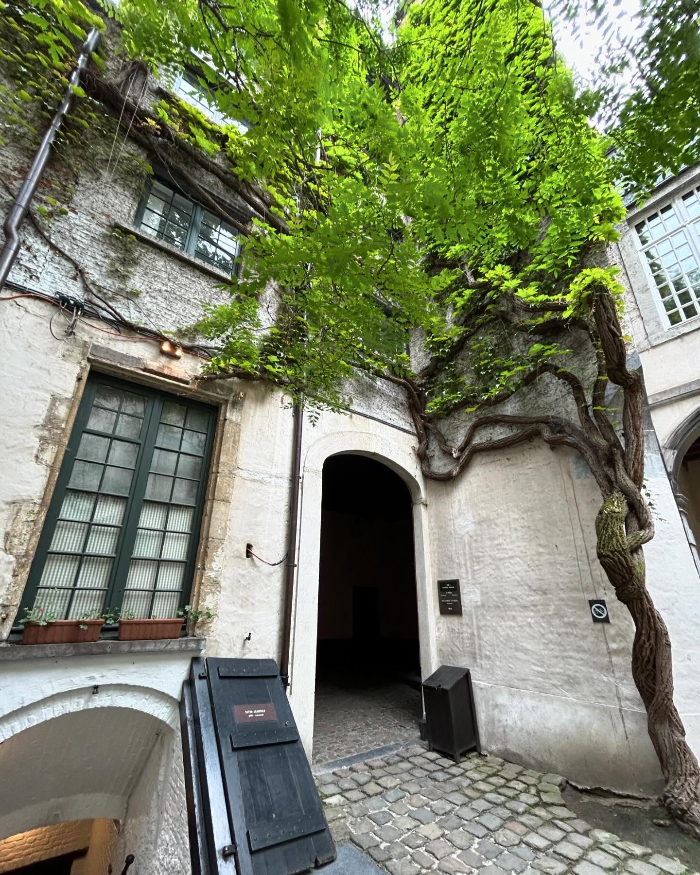 A lone grape vine which has stopped production fruit but is still beautiful. 🍇
#grapes #vine #oldtown #antwerp #belgium #cobble