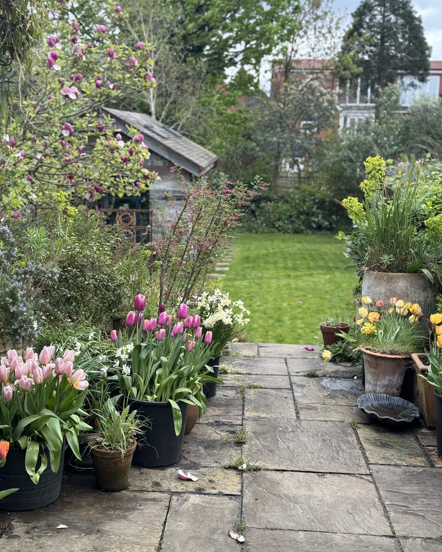 The office is surrounded by spring flowers. Tulips, Auriculas and Ceanothus with the last of the Magnolia flowers. #tulips #auricula #magnolia #ceanothus #biodiversity #city #englishgardenstyle #englishgarden #springflowers