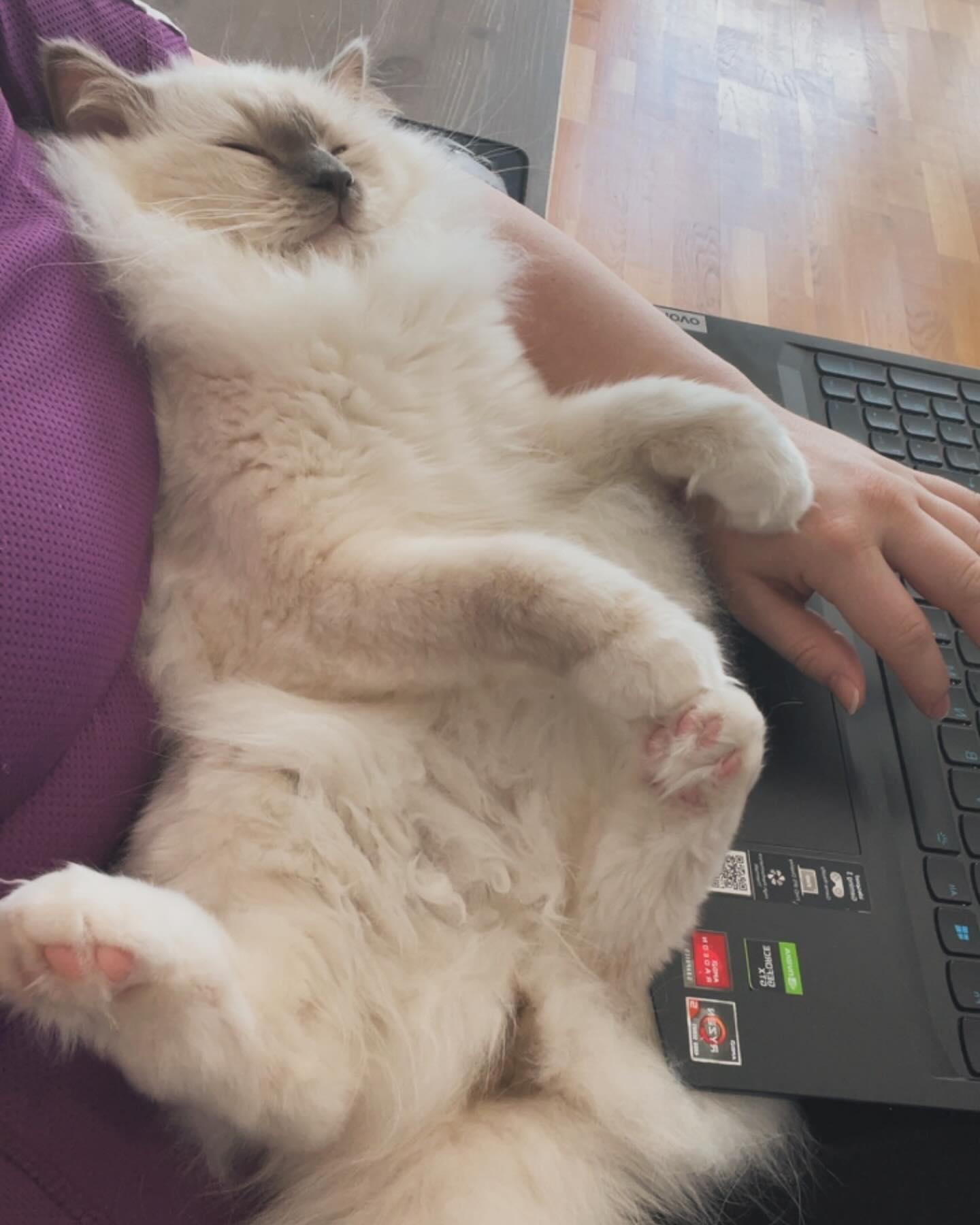 Noen prøver å hjelpe matmor med arbeidet 😂 #happycaturday #luciusmalfoy #sacredbirman #birman #birmancat #fluffy #longhair #helligbirma #lilacpoint #sealpoint #colourpoint #colorpoint #whitecoat #blueeyes #blueeyedcat #birma #catsoninstagram #catsofinstagram #cats #cat #catsoftheworld #catsagram #catoftheday #kattensrollsroys