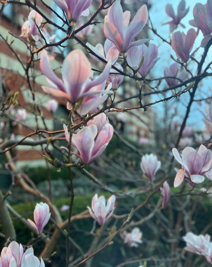 Spring has sprung! We took this photo at Harrods Village a couple of weeks ago. It was lovely walking through the gardens and seeing all of the hard work of our contracted gardeners, Sharp Gardeners, with the magnolias in bloom marking the beginning of spring. We can't wait for our next visit to see what else has exploded with colour as we enter the warmer months. šø
#Spring #HarrodsVillage #Magnolia #MagnoliaTree #FlowersInBloom #LondonSpring #SpringInLondon #Barnes #BarnesLondon
