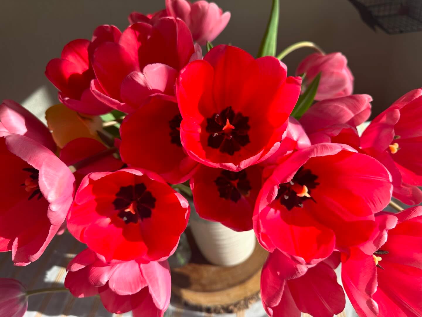 Yesterday’s tulips are today’s tropical blooms (at least in looks). Talk about aging well! It doesn’t show in the picture, but these are definitely some of the biggest tulips we’ve grown - we’re talking two foot stems! #wellgrownflowers #wellgrownfarm #localflowers #tulips