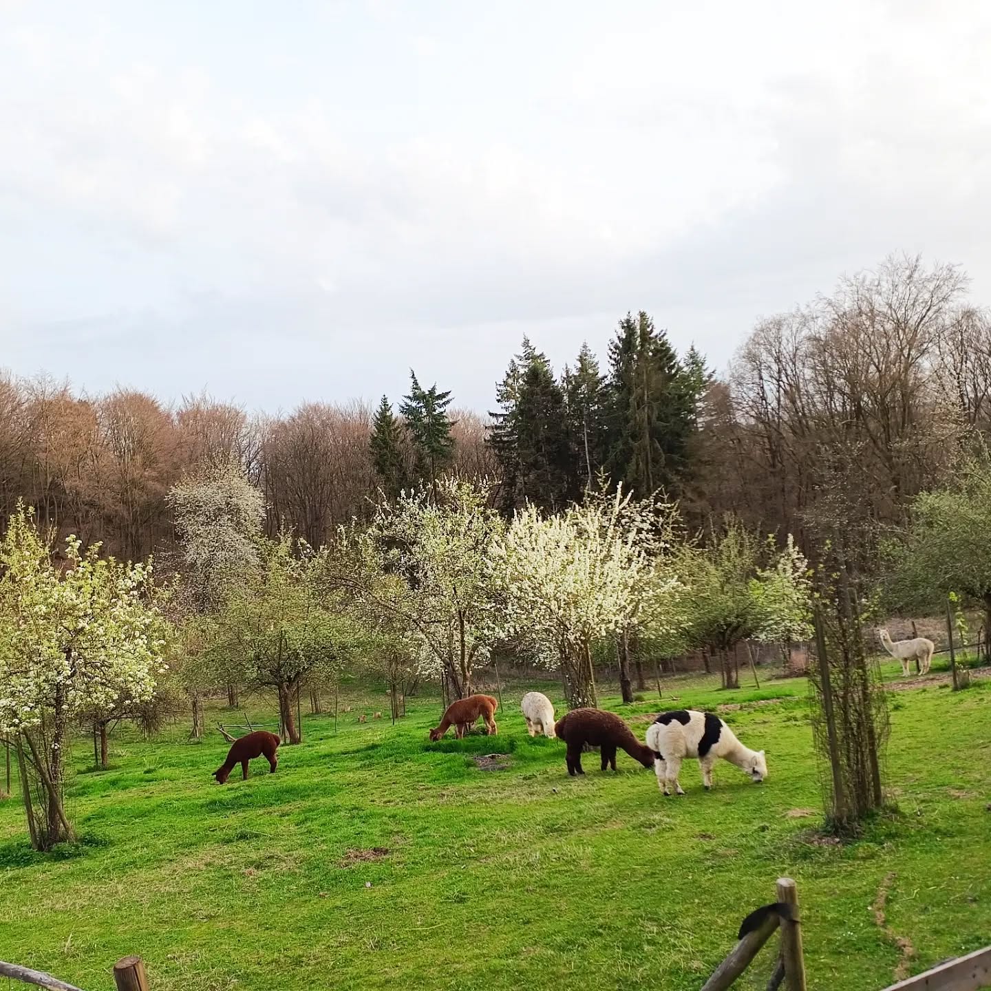 Immer schön, wenn alle entspannt in den Abend starten können bei den @obstwiesen.alpakas ! Und das bei beginnender Obstblüte! 🍐🍏🍎🍒🦙🐝
#obstwiesenalpakas #pepperdasobstwiesenalpaka #obstwiese #obstblüte #entspannung #abend #abendstimmung #alpaka #alpakasofinstagram