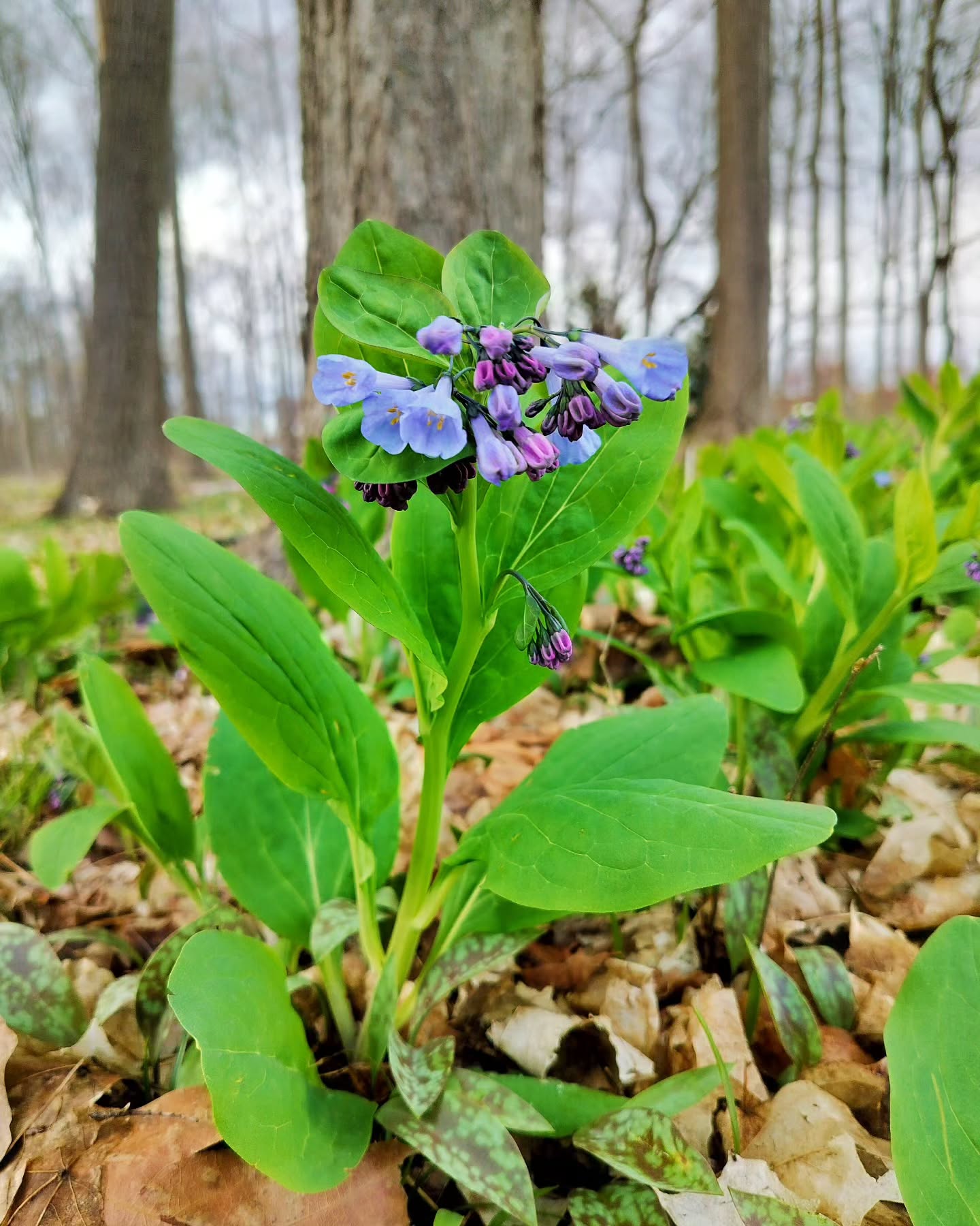 Miniature native wildflower gardens dot the woods. Bluebells, trout lilies, false rue anemone, and dutchman's breeches under a grove of sugar maples.