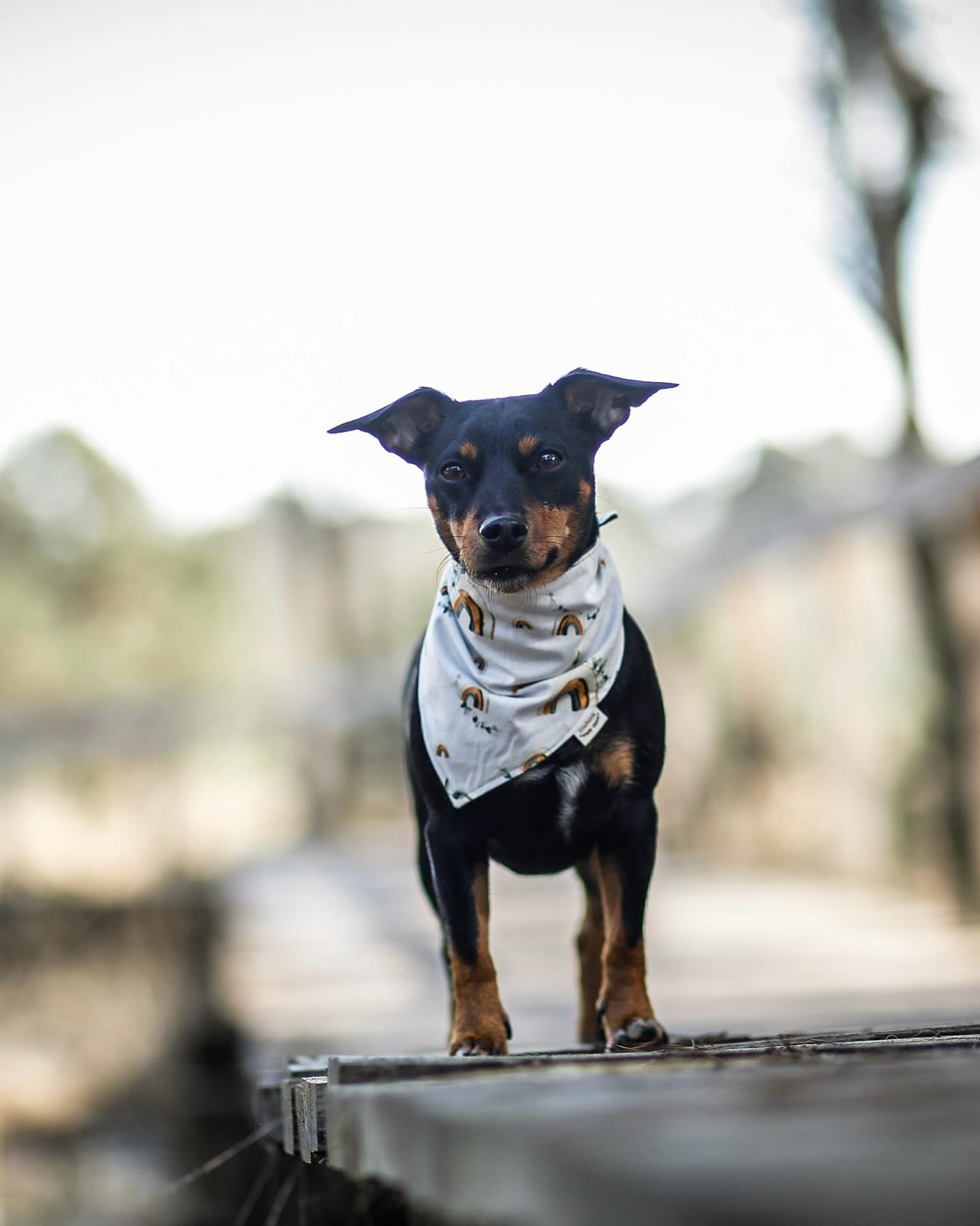 -„Sophie, was ist deine Methode für...❓-
•
Ganz typische Fragen, die immer wieder in Unterhaltungen mit (Neu-) Kunden aufkommen.
•
Oft lassen sich solche Fragen aber gar nicht so beantworten, wie es erwartet wird und genau deshalb dauern Anamnesegespräche mit mir zum Beispiel oft auch bis zu 3 Stunden.
Nicht selten verändern sich Lösungswege sogar auch während der nachfolgenden Coachings.
•
Ich kenne eine Vielzahl an Methoden, doch passen einzelne Methoden für jedes Mensch-Hund-Team?
->Nein!
•
Meinen drei eigenen Hunden habe ich die Leinenführigkeit zum Beispiel jeweils auf unterschiedliche Arten beigebracht.
•
Kann man „meiner“ Methode denn nun aber irgendwie einen Namen geben?
-> sie ist ganzheitlich, sie ist mehrdimensional, sie ist handlungsorientiert.
Irgendwie gar nicht so richtig benennbar.
•
Woran ich aber immer festhalte?
• Fairness
• Vertrauen
• Kommunikation
• Gelassenheit
•
Und genau damit kann ich mich identifizieren!
•
Eure Sophie 🫶🏼