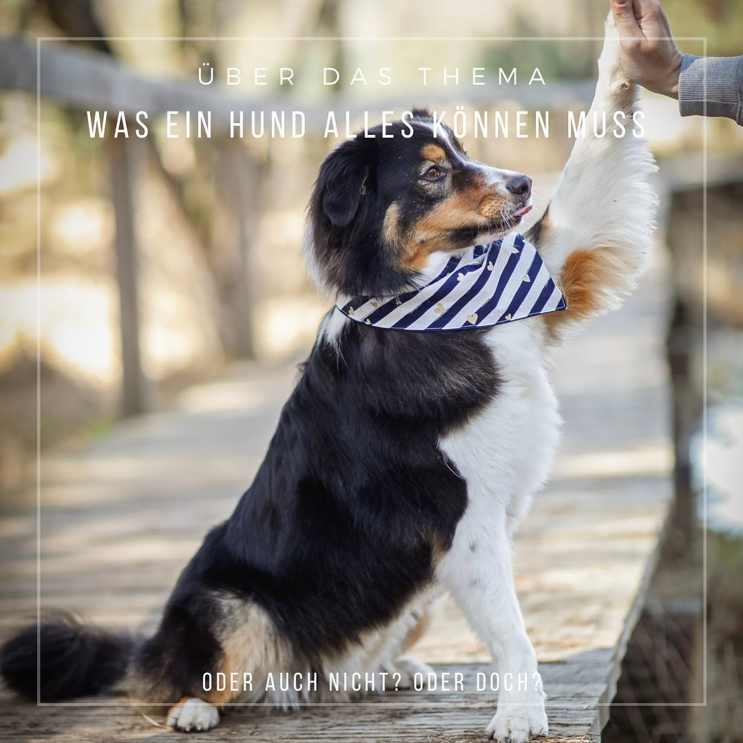 -Was ein Hund alles können muss-
•
Kein Hund ist gleich!
Deshalb lässt sich gar nicht ganz einfach sagen, was ein Hund neben einem soliden Grundgehorsam alles lernen sollte.
•
Entscheidend bei der Frage ist mitunter, was jeder Einzelne von seinem Hund erwartet.
Entscheidend ist auch, was ein Tier in seinem Leben bereits an guten oder weniger guten Erfahrungen gemacht hat.
Eins kann jedoch mit Sicherheit gesagt werden: Mit Signalen wie Pfötchen oder Peng ist es nicht getan.
•
Ob ein Hund Pfote geben oder Männchen machen können muss, darüber lässt sich bekanntlich streiten. Unbestritten ist jedoch, dass eben ein gewisser Grundgehorsam nötig ist, um das Zusammenleben angenehm zu gestalten und den Hund problem- & gefahrlos in die Öffentlichkeit mitnehmen zu können.
•
Teddy und Lia bspw. konnten ganz früh die unterschiedlichsten Tricks, die wichtigen Dinge des Lebens, wie vernünftig an der Leine zu laufen oder draußen entspannen zu können, habe ich allerdings komplett außer Acht gelassen.
Aber winken konnten sie 🙂🫠
•
Bei Alea habe ich meinen Fokus komplett anders gelegt.
Sie kann nichts von dem, was andere Menschen super süß finden würden.
•
Dafür konnte sie schon früh super schön, orientiert und ansprechbar an der Leine laufen.
Sie konnte schon früh draussen entspannen und vernünftig an anderen Hunden vorbei laufen.
Sie konnte sich schon früh auf mich verlassen und hat mir Entscheidungen überlassen, die Teddy und Lia damals selber für sich und uns getroffen haben.
Ist das nicht viel viel mehr wert?
•
Natürlich wurde Alea auch schon früh im Hundesport gearbeitet und hatte dadurch einen für sich schönen und spannenden Ausgleich zum Alltagstraining.
Dieser gemeinsame Spaß hat sie nicht nur ausgelastet und offener für das Alltagstraining werden lassen, es hat auch unsere Beziehung verändert und eine tiefe Bindung zwischen uns geschaffen.
•
Auch, wenn Fragen kommen wie „wieso kann die denn noch kein Pfötchen geben?“, macht euch keinen Stress, setzt euch nicht unter Druck.
Arbeitet an den für euch wichtigen Dingen.
Die, die eurem Hund das Leben an der Seite von uns Menschen leichter und verständlicher machen ☺️
•
Eure Sophie ☺️