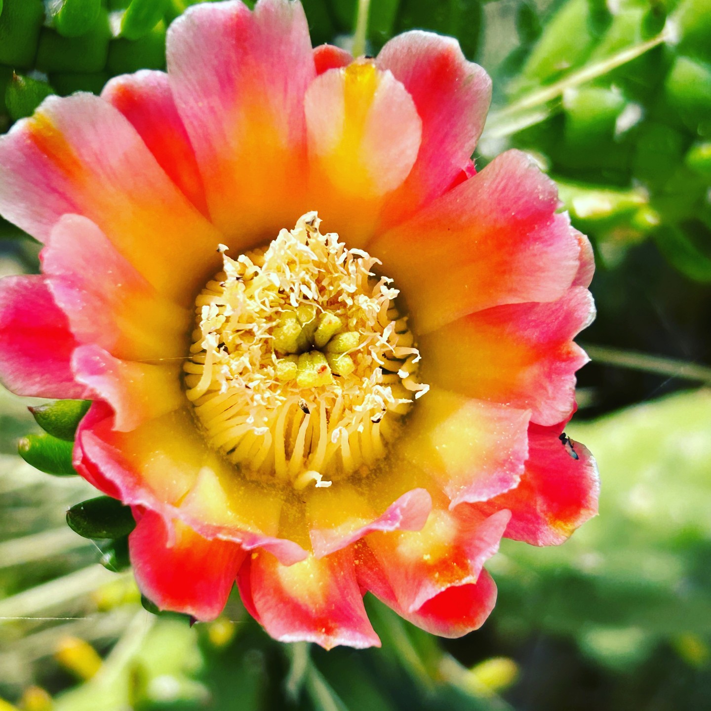 Cactus flower, Paros island
#cyclades
#cyclades_islands
#cycladesislands
#divineingreece
#travel_greece
#perfect_greece
#goingtogreece
#travel_greece
#my_greece
#greece
#gresk
