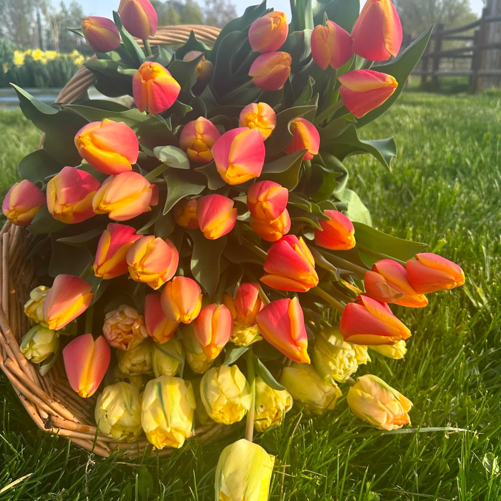 Tulip days continue! #wellgrownflowers #wellgrownfarm #localflowers #tulips