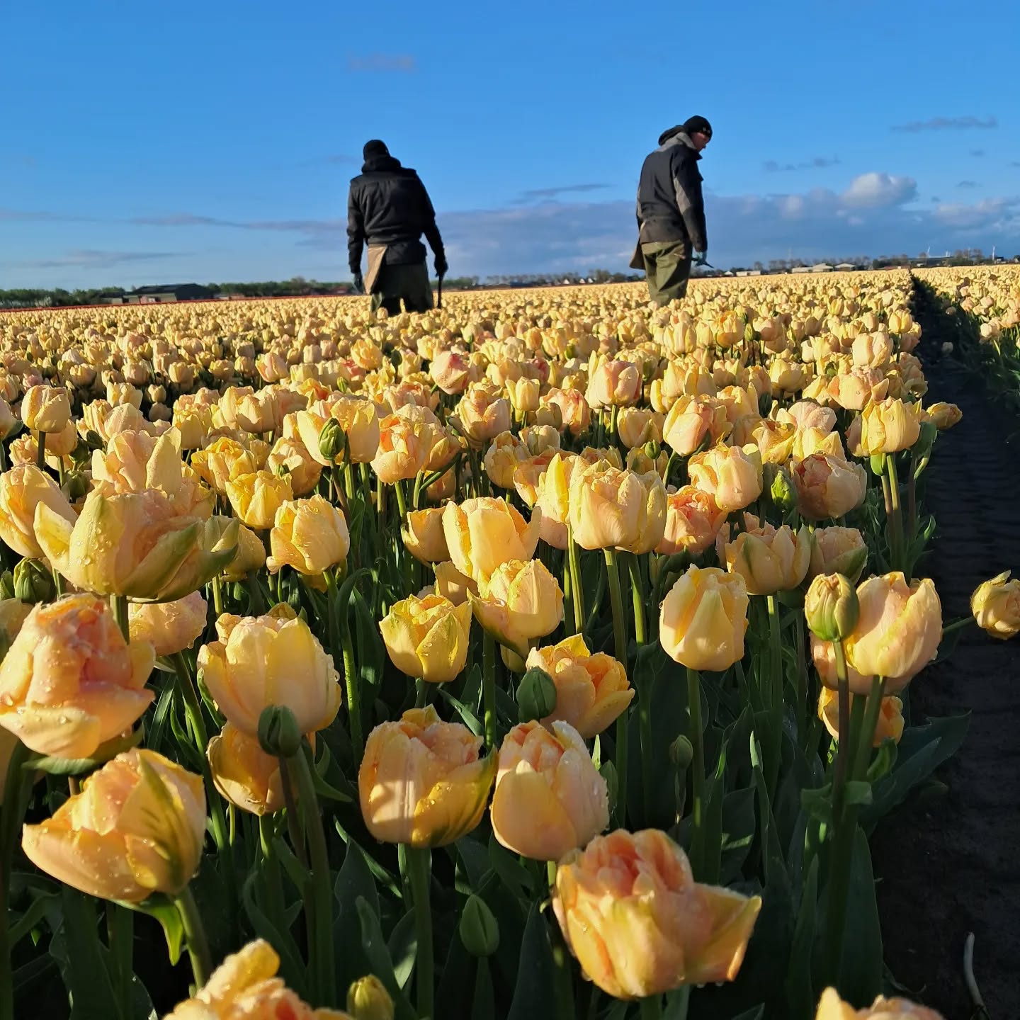Tulp Charming Beauty nalopen op virus. Regenpak aan en de muts op de kop.