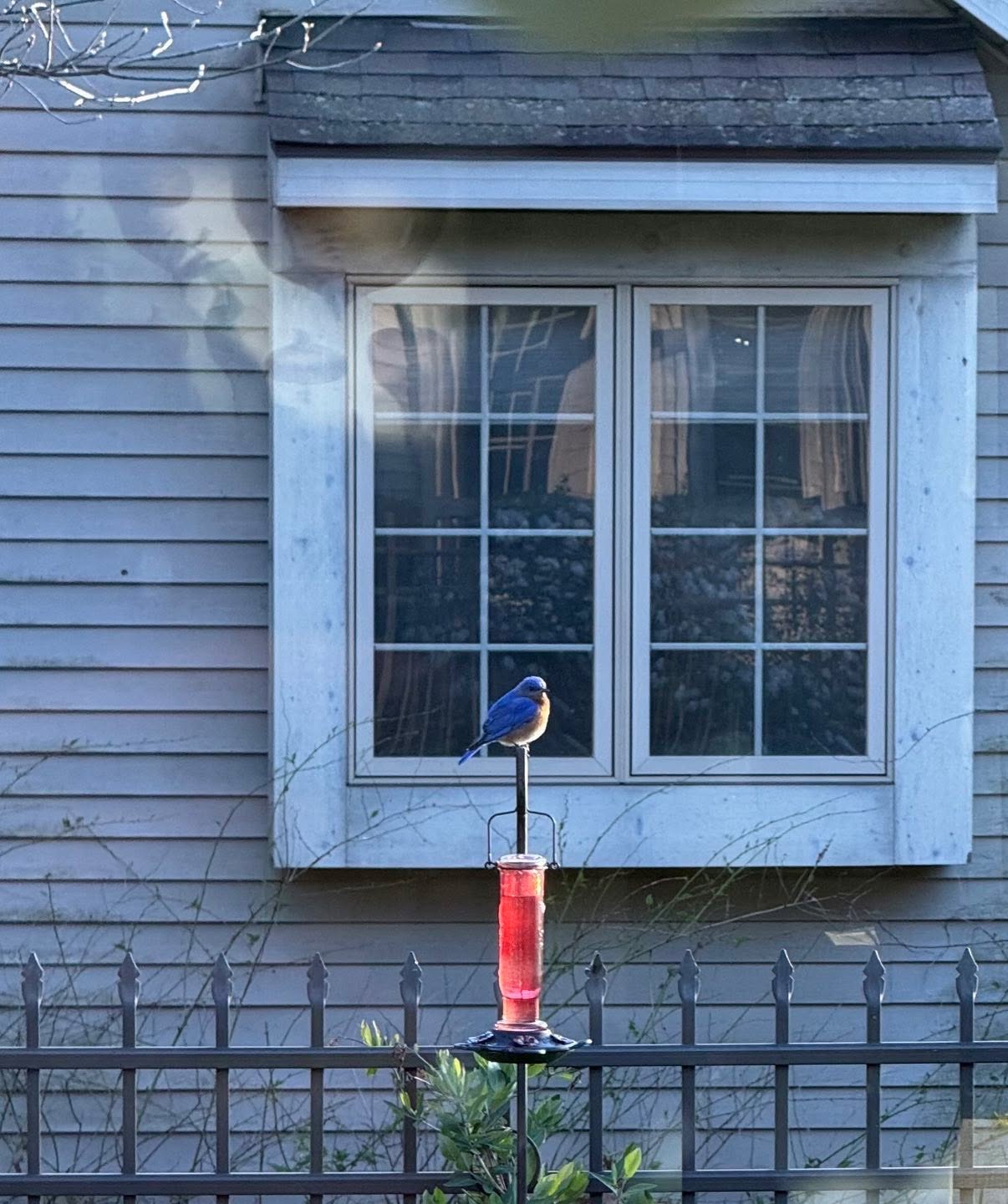 Yay! We have bluebirds! 💙💙