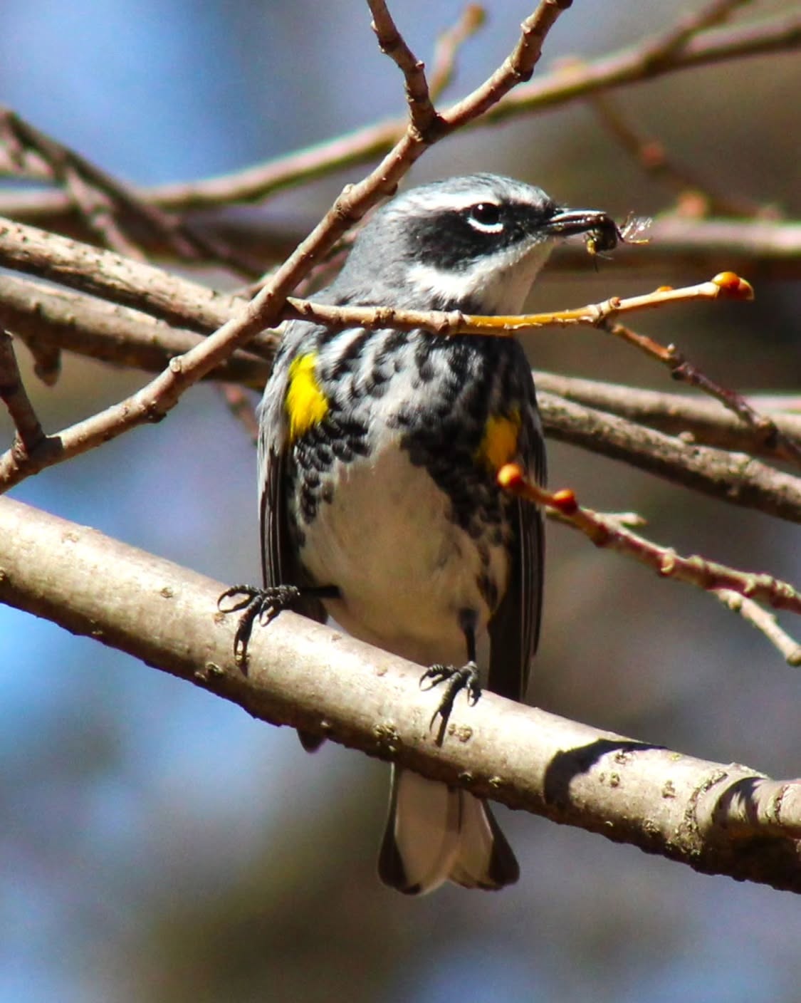Friday Moment of Zen. Yellow-rumped Warbler (Setophaga coronata) in the afternoon sun. Check out the second photo for confirmation of the yellow rump. Happy Friday!