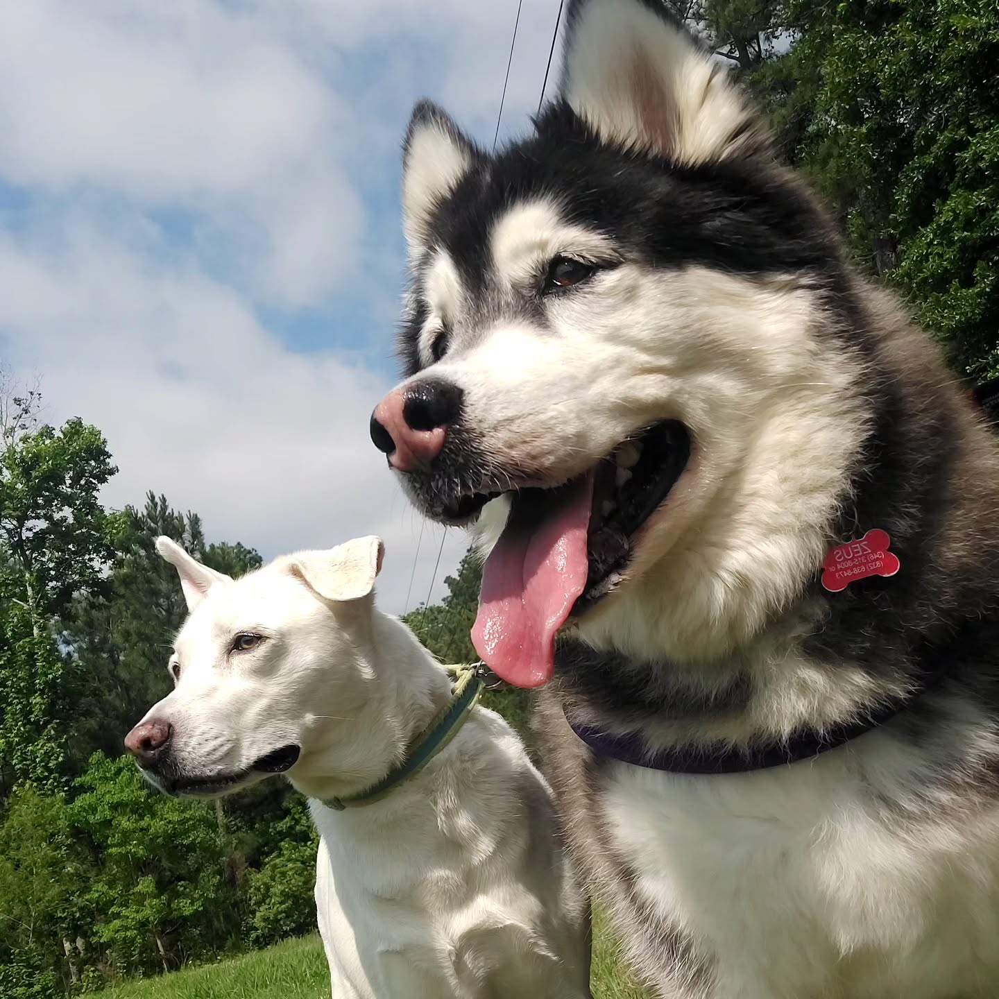 🥰 Tell your dog I said "Hi!" 😁
#petsitter #dogwalker #happydog