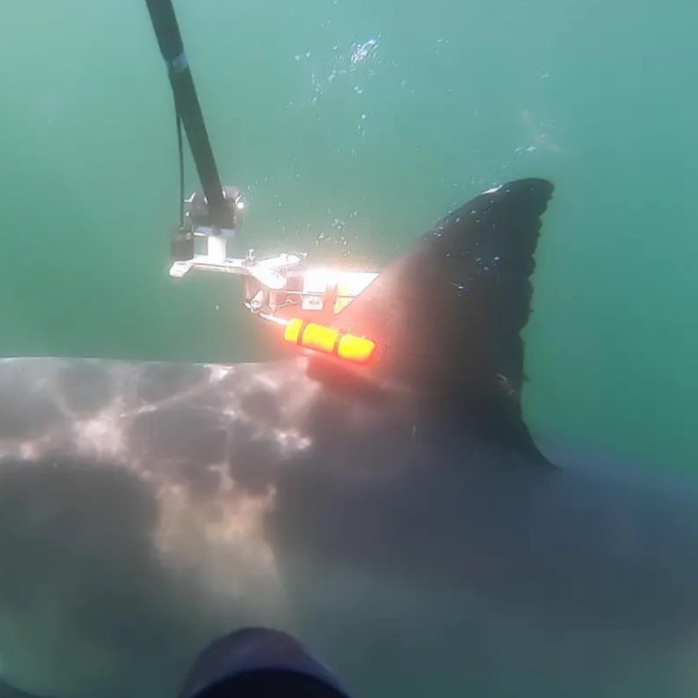 🚨🚨 New white shark research hot off the press 🦈🦈 Congratulations Dr @oliver.jewell and collaborators 👏👏