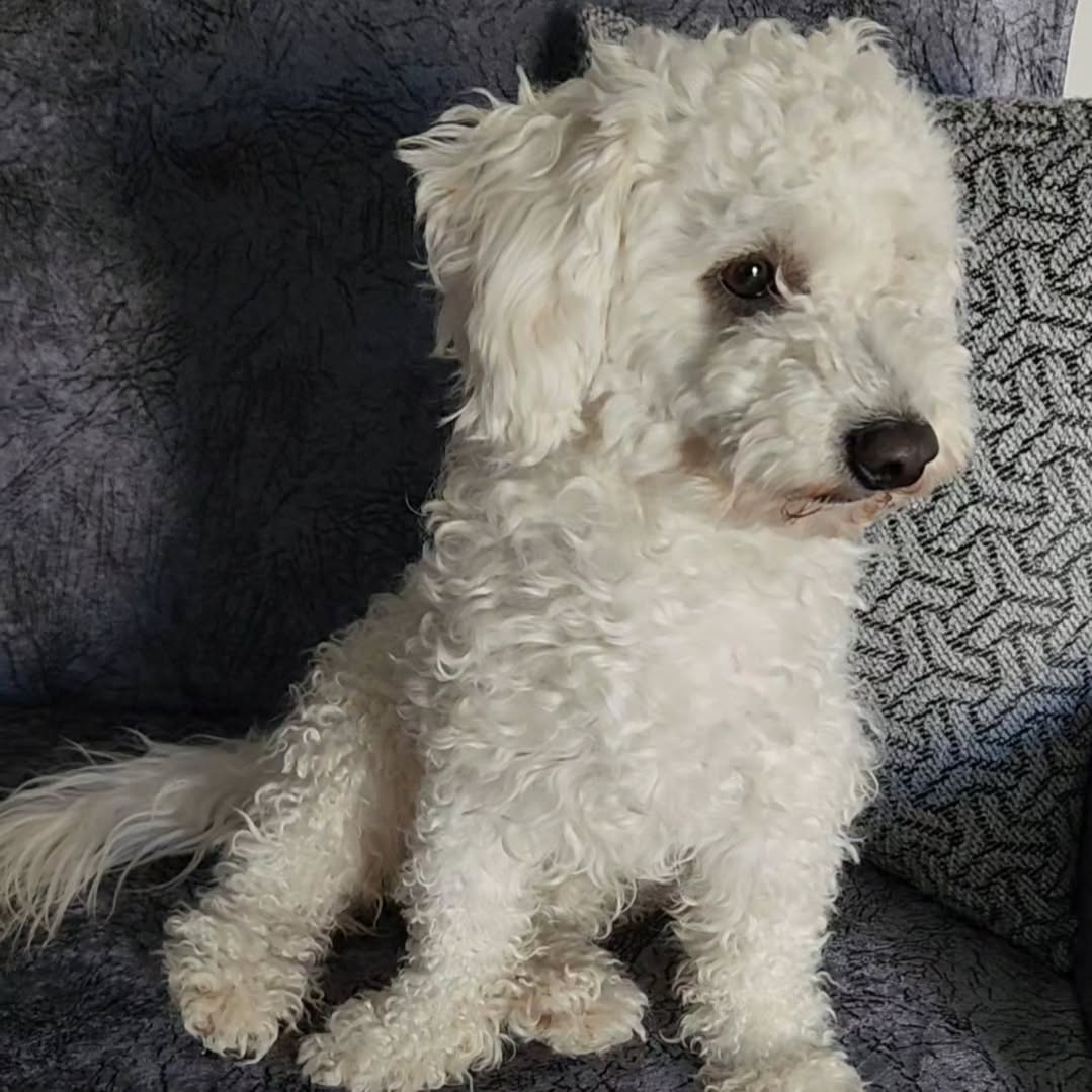 Boncuk bey😉
#keşfet #hayvansevgisi #köpek #boncuk #mutluluk #sevgi