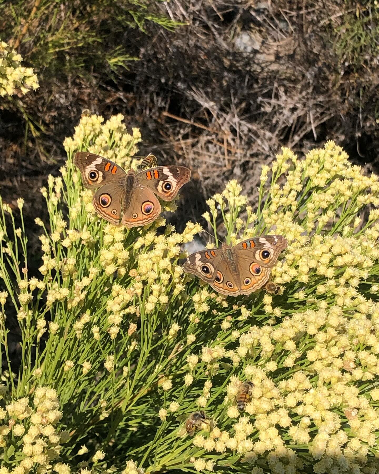 Happy Earth Day! ๐ฑ๐ Here is where we will try to tell you all about the love story we have with our beloved Mother Earth! After all, she is the reason for everything that we do here at Moosa Creek Nursery! ๐ We are a vessel in which we get to share the Earthโs magic with youโฆ So that each of us gets to experience it right in our very backyards, on our patios, the sidewalks, the park, and beyond. ๐ณ We feel unbelievably lucky that we are able to connect so many of you to the home that we all share. Happy Earth Day (even though we all know every day is Earth Day) ๐๐๐ผ๐๐๐๐