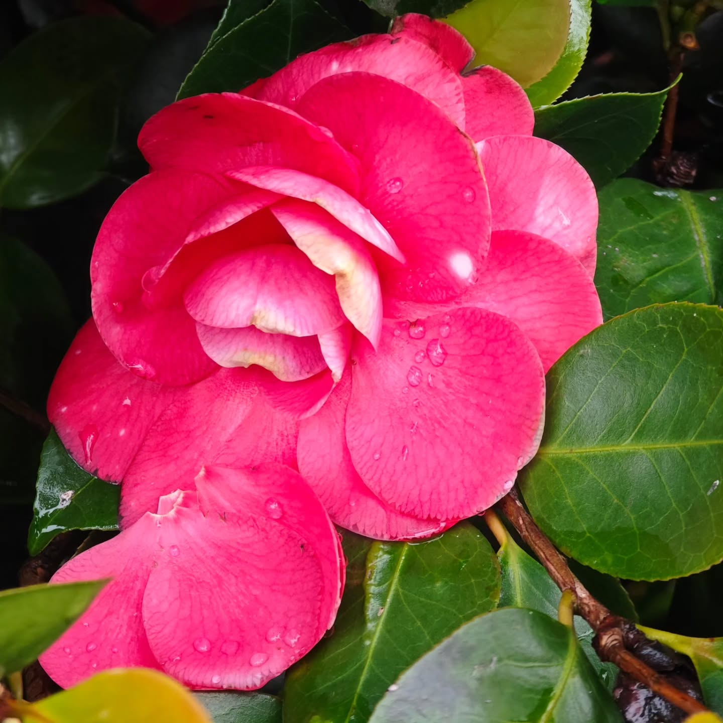 Just amazing flowers in Brissago waiting for the sun to come
#brissago #brissagoislands #visitbrissago
#visitticino #ticino #ticinoturismo #switzerland #switzerland🇨🇭 #travel #airbnb #airbnbsuperhost #airbnbhomes #lagomaggiore #swiss #swissriviera #brissago4u
#fineartphotography
#swissalps #swissculture #loves_united_switzerland #switzerlandwonderland #got_greatshots #planet_earth_shots #suissebook #discoverthealps #discoverswitzerland
#mybrissago
@mybrissago
@lidobrissago
@tcbrissago
@bahiabrissagosnackbar
@cantina.giromit
#cantina.giromit
@aziendavitivinicolachiappini
#aziendavitivinicolachiappini