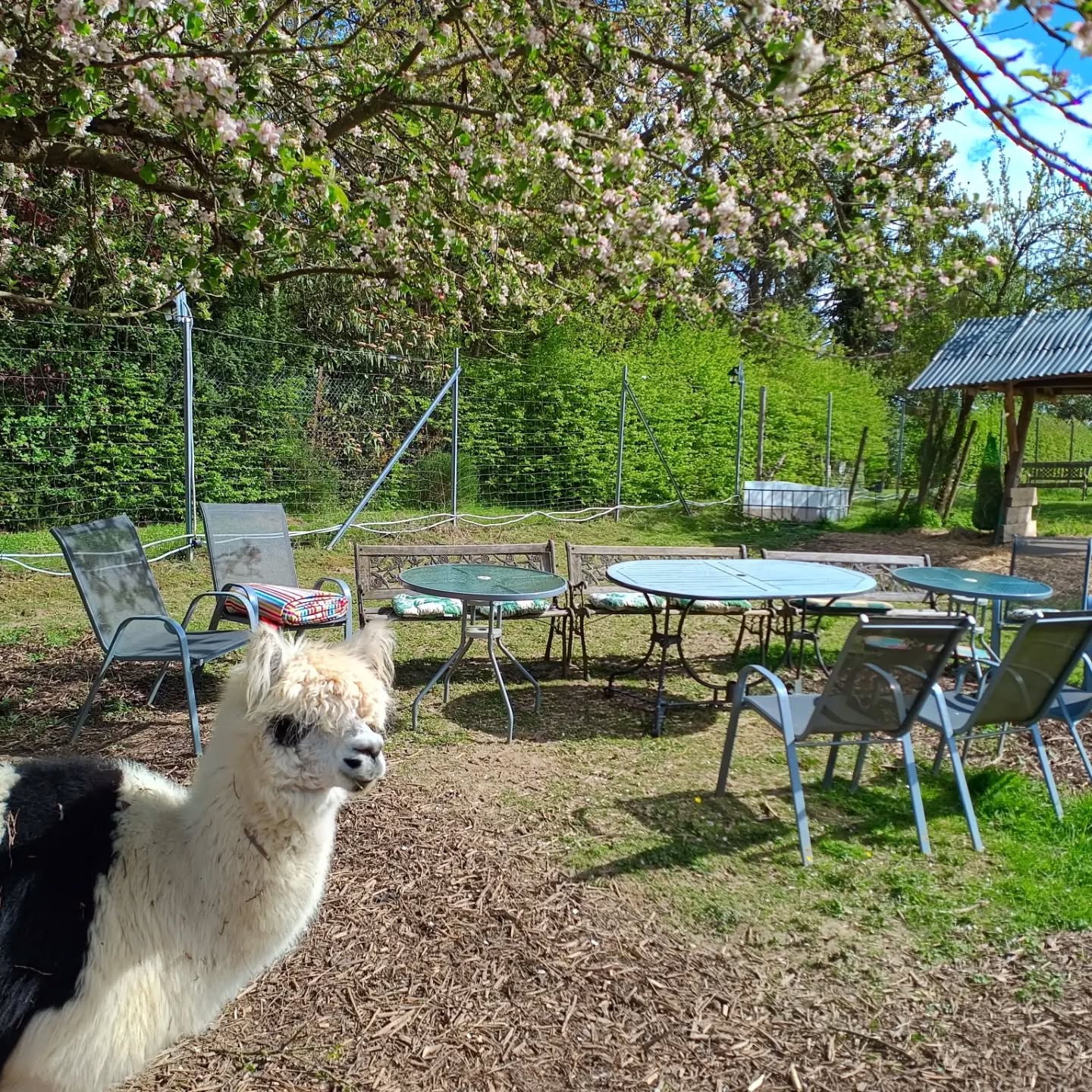 Valencia überprüft nur kurz, ob die Plätze für das Alpakapicknick bei den @obstwiesen.alpakas auch richtig aufgestellt sind! 😀🦙🪑🪑
#alpakapicknick #obstwiesenalpakas #alpaka #alpaca #alpakasofinstagram #alpacasofinstagram #picknick #sitzen #takeaseat #badmünstereifel #badmunstereifel #euskirchen #holzem #köln #cologne #bonn #koblenz #ahrtal #gemütlich