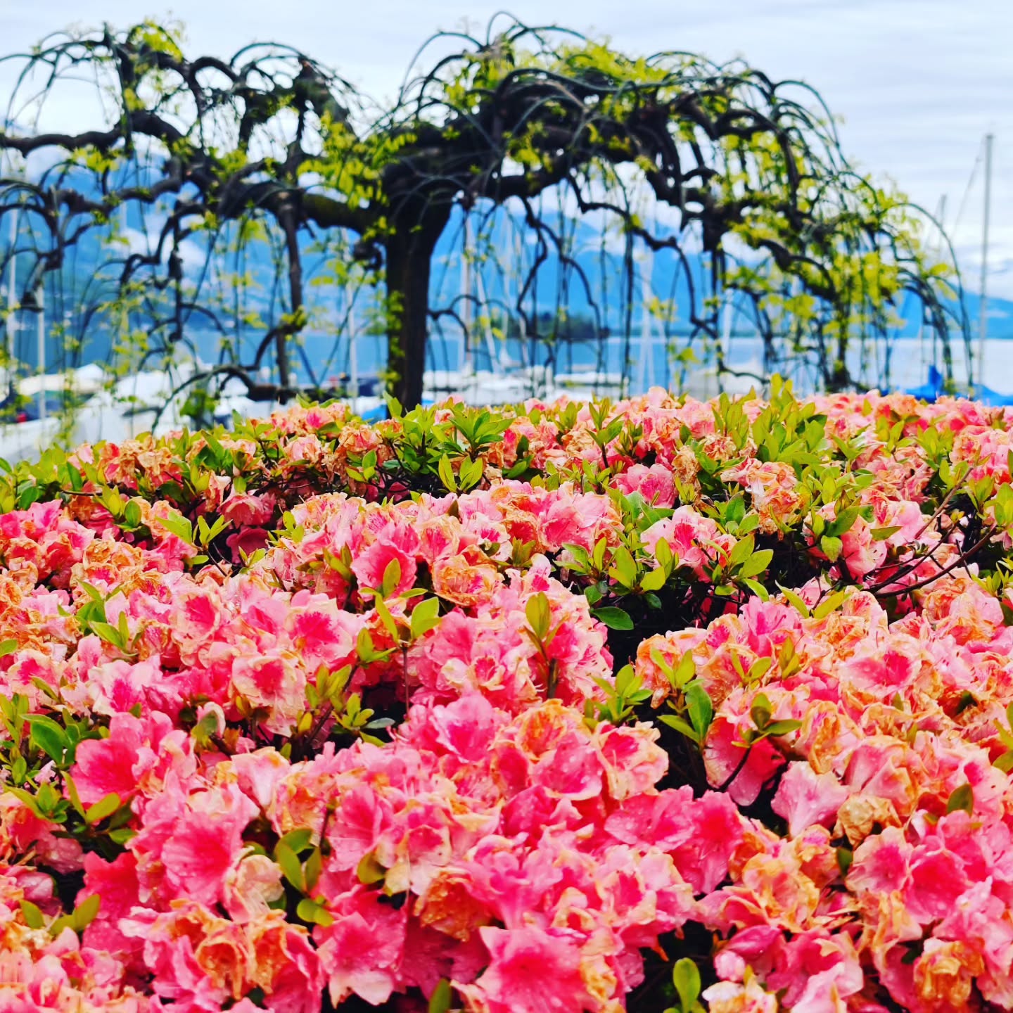 Spring is trying to break through...in Brissago
#brissago #brissagoislands #visitbrissago
#visitticino #ticino #ticinoturismo #switzerland #switzerland🇨🇭 #travel #airbnb #airbnbsuperhost #airbnbhomes #lagomaggiore #swiss #swissriviera #brissago4u #lake
#fineartphotography
#swissalps #swissculture #loves_united_switzerland #switzerlandwonderland #got_greatshots #planet_earth_shots #suissebook #discoverthealps #discoverswitzerland
#mybrissago
@mybrissago
@lidobrissago
@tcbrissago
@bahiabrissagosnackbar
@cantina.giromit
#cantina.giromit
@aziendavitivinicolachiappini
#aziendavitivinicolachiappini